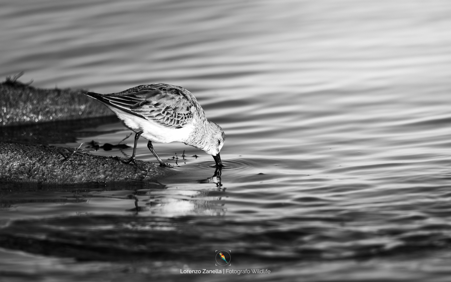 Piovanello pancia nera