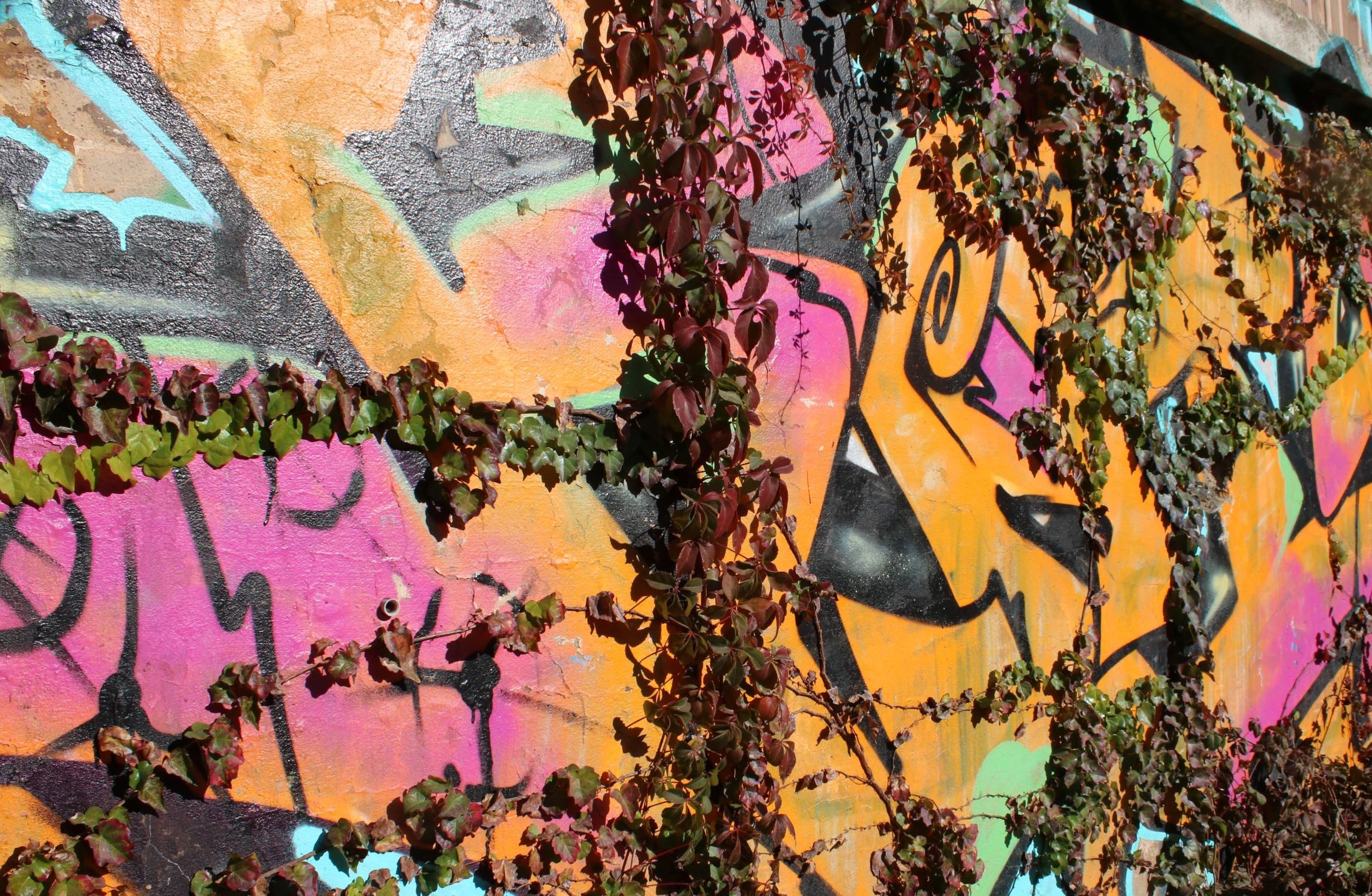 Rampicanti e murales II