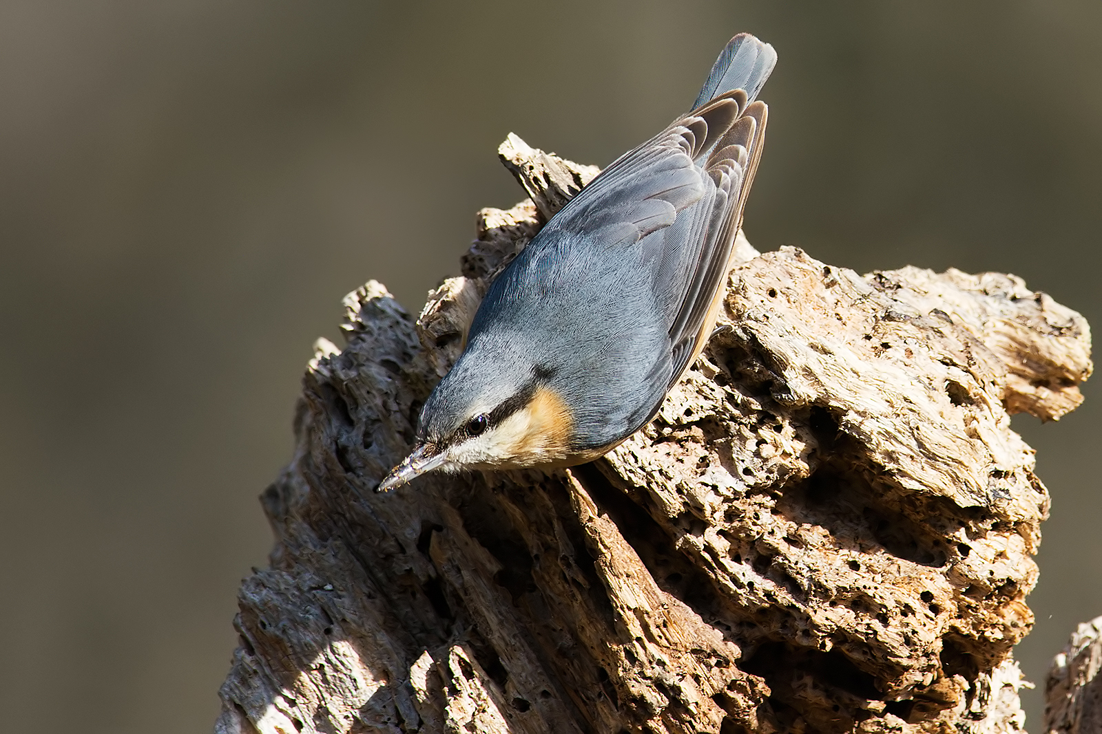 Wood nuthatch.