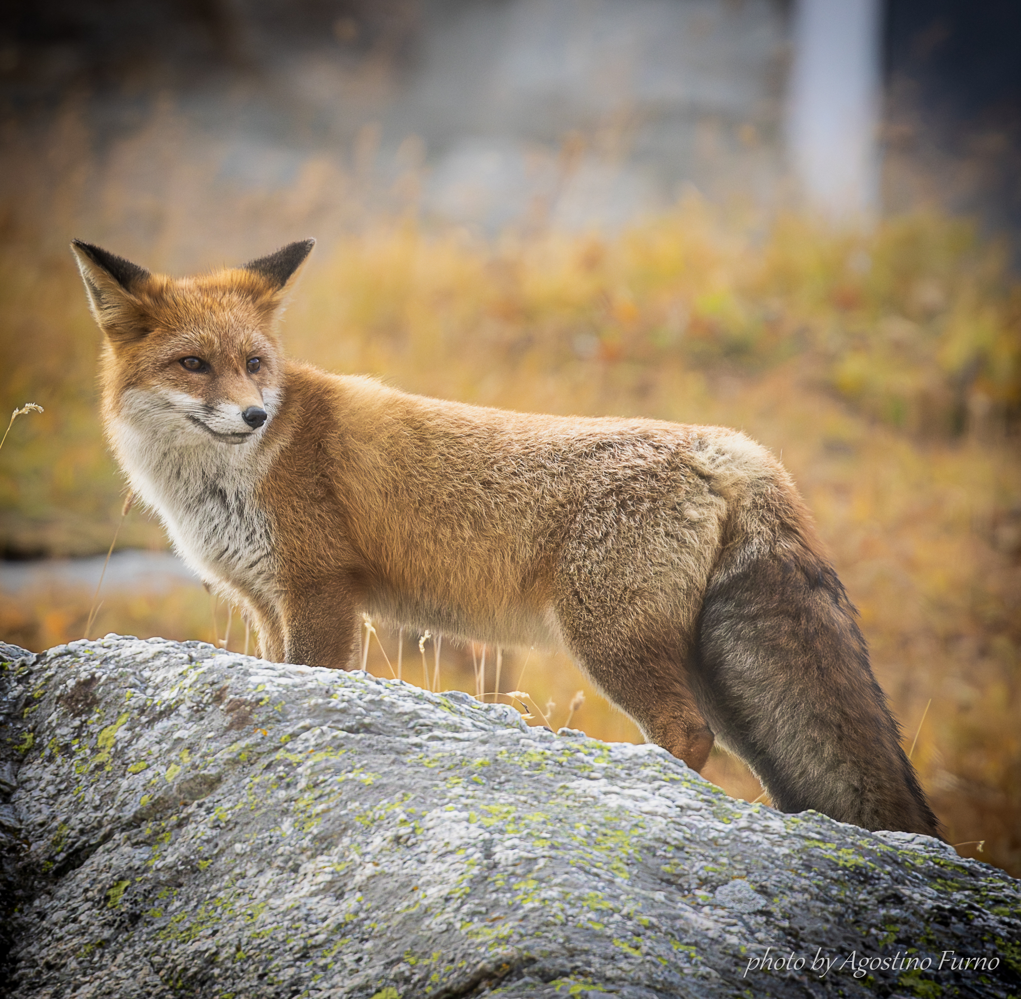 Fox - Gran Paradiso