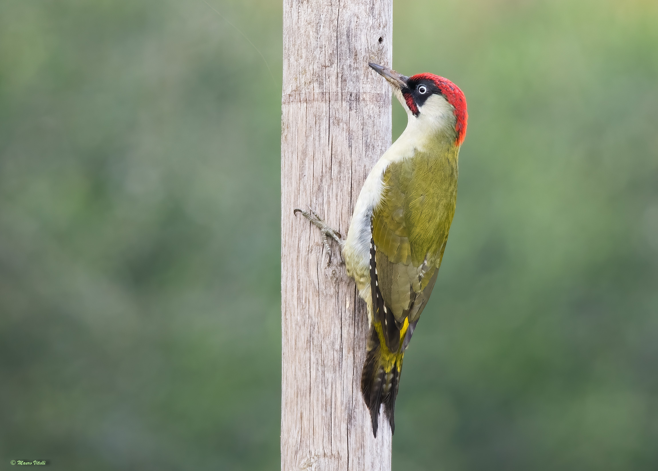 Male Green Woodpecker (Picus virdis)