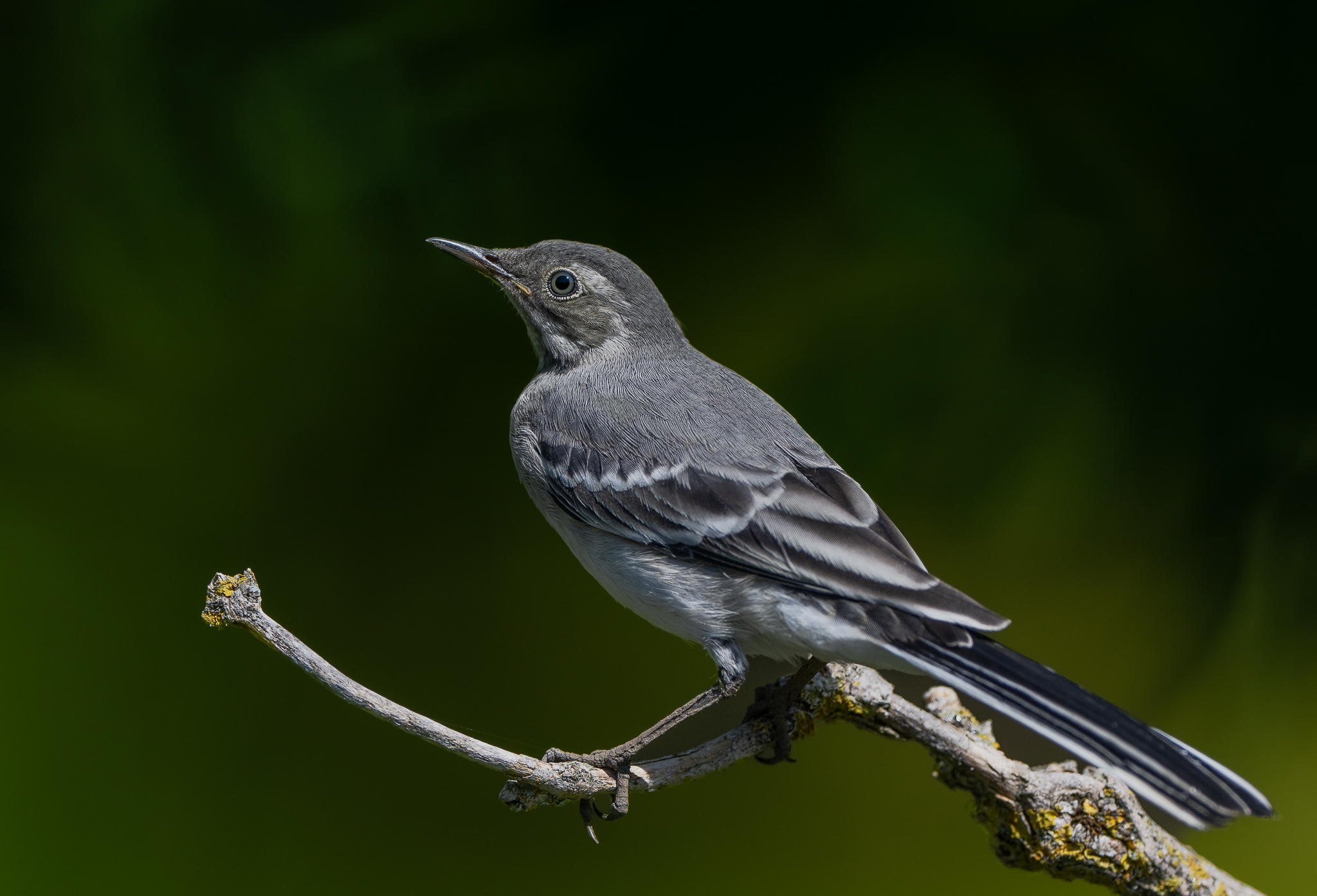 White wagtail