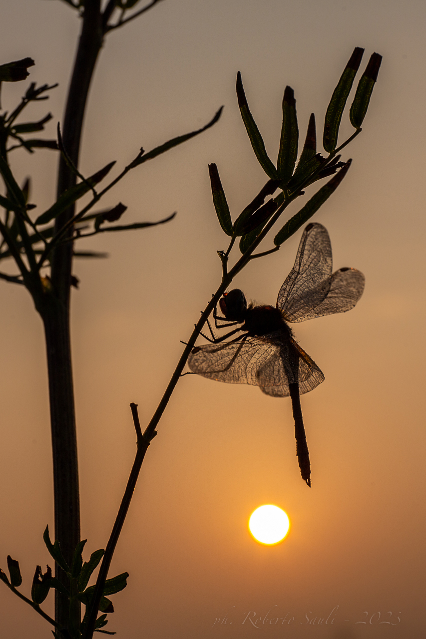 Libellula all'alba
