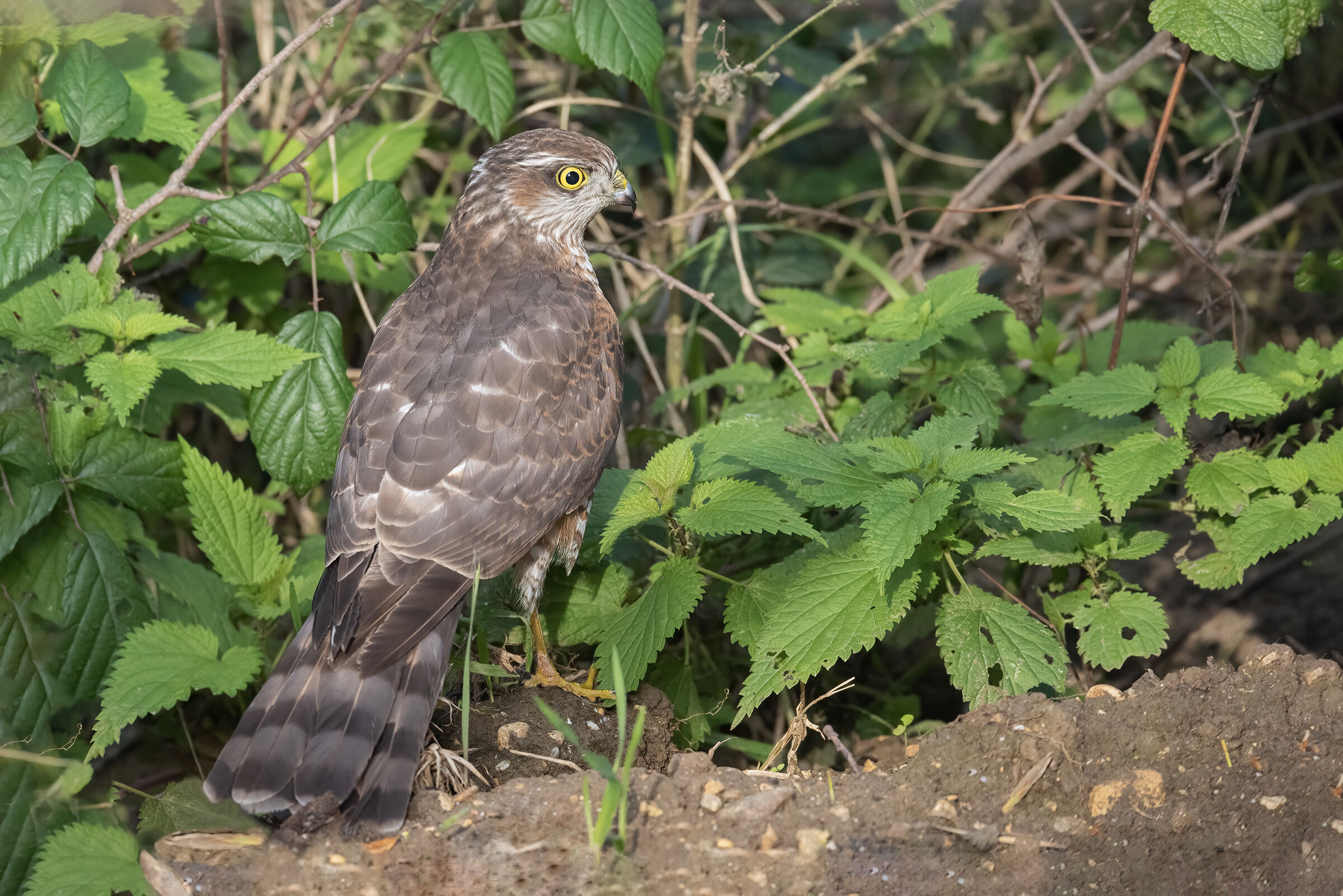 Sparrowhawk