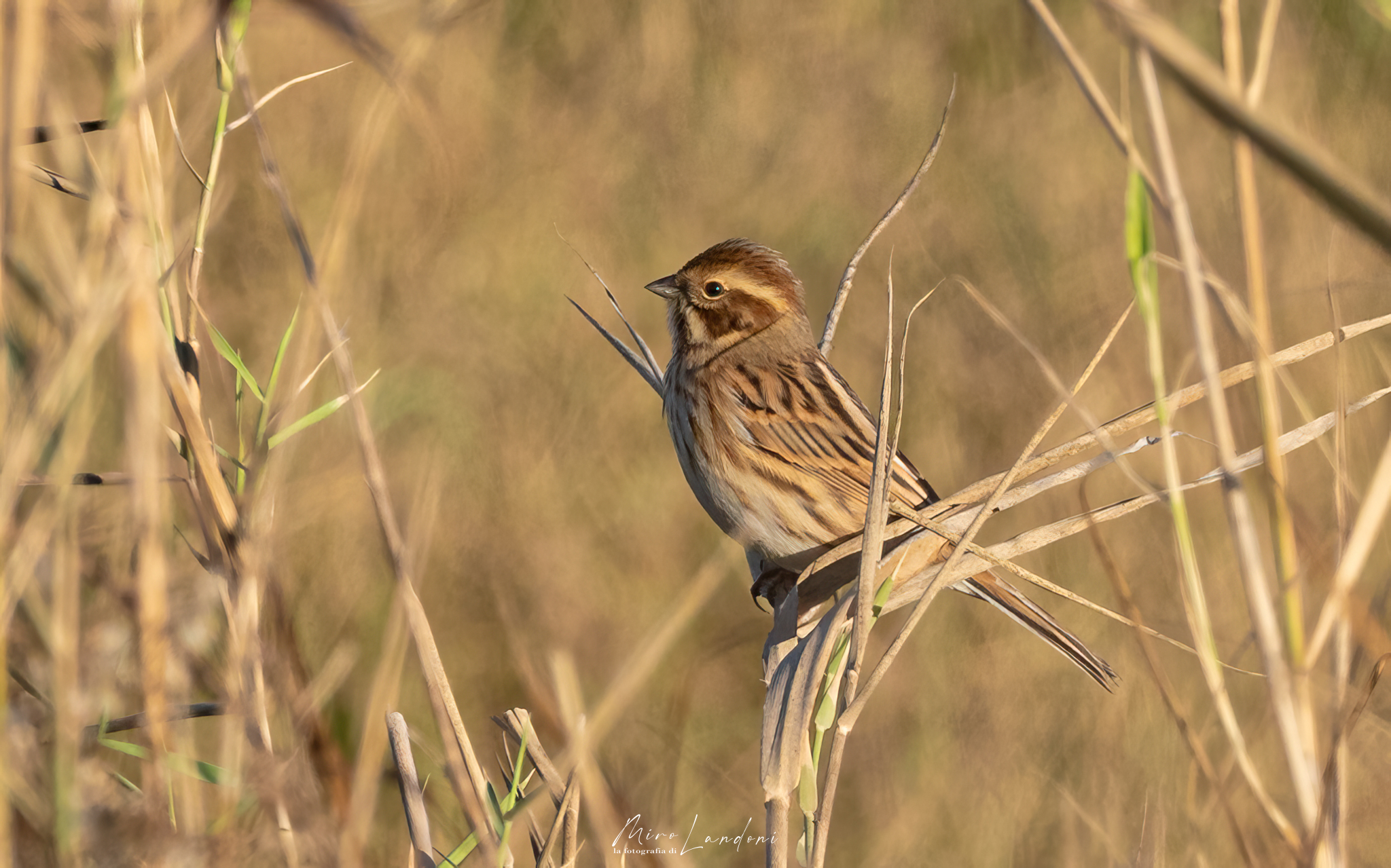 Migliarino di palude