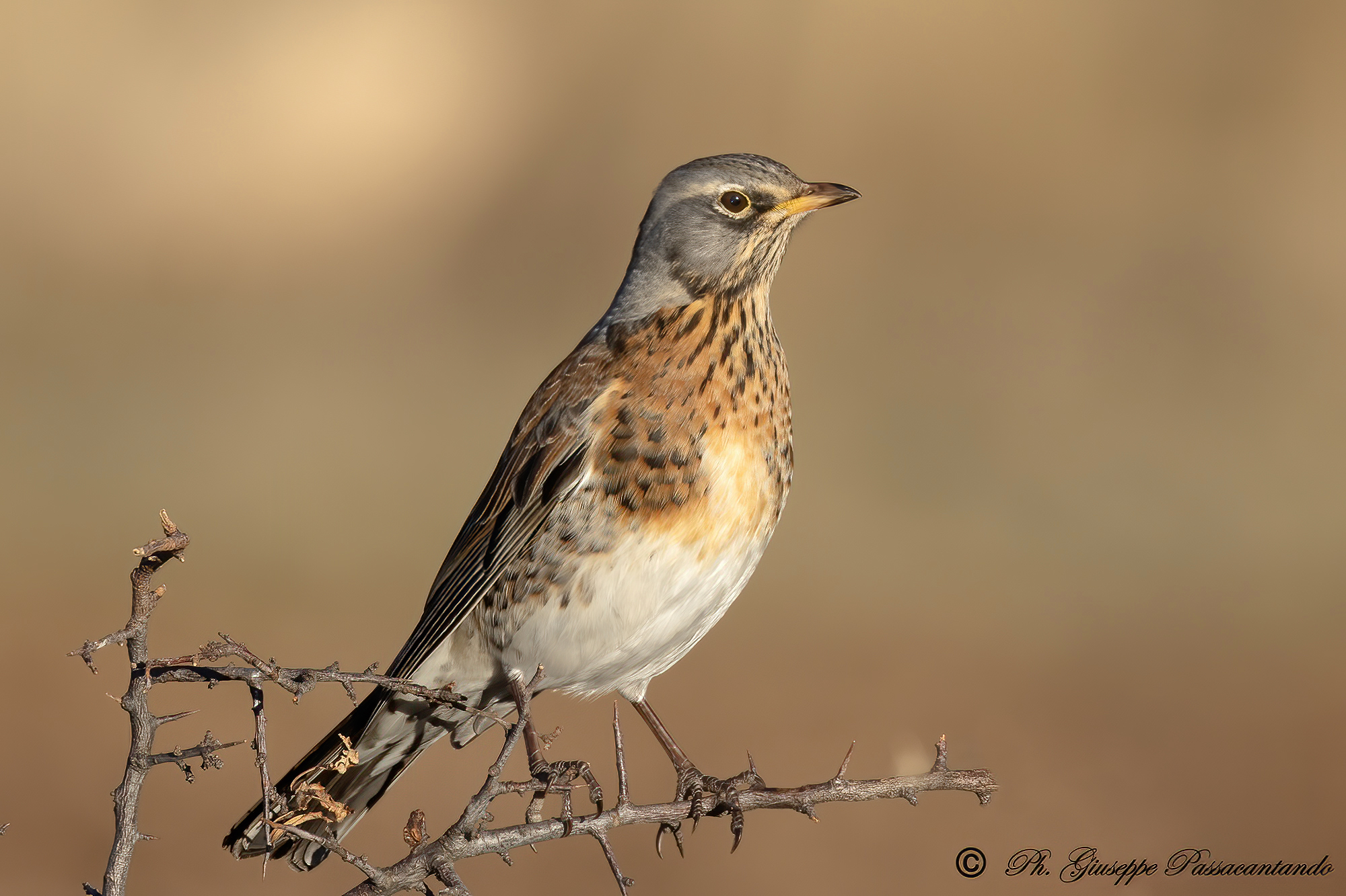 Cesena at the first light of day