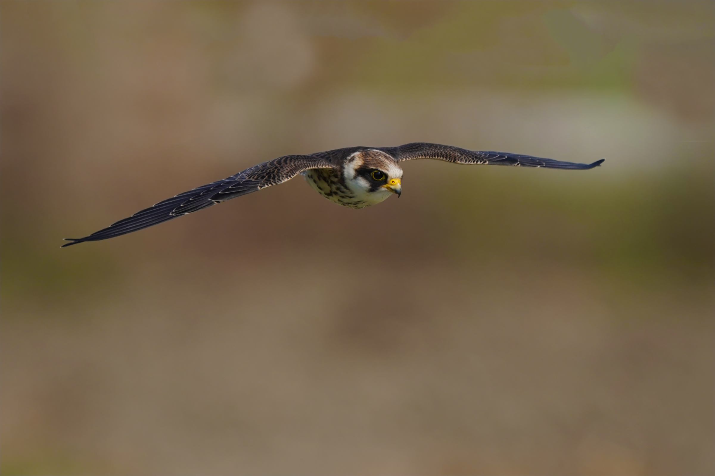 lo sguardo del falco cuculo