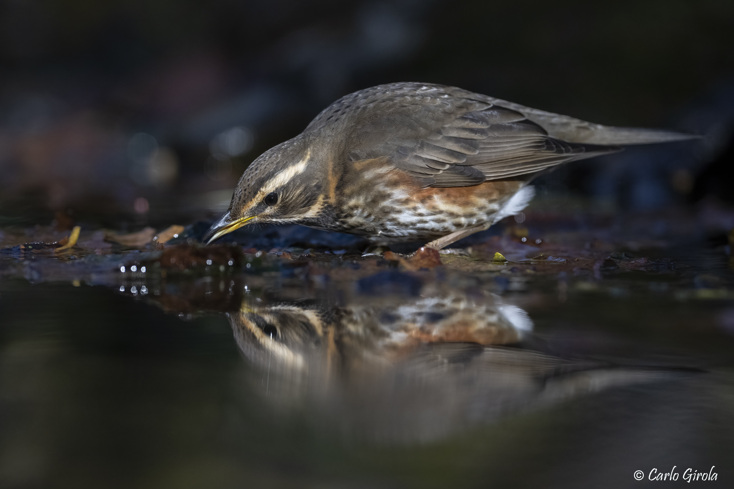 Stone thrush (Turdus iliacus)
