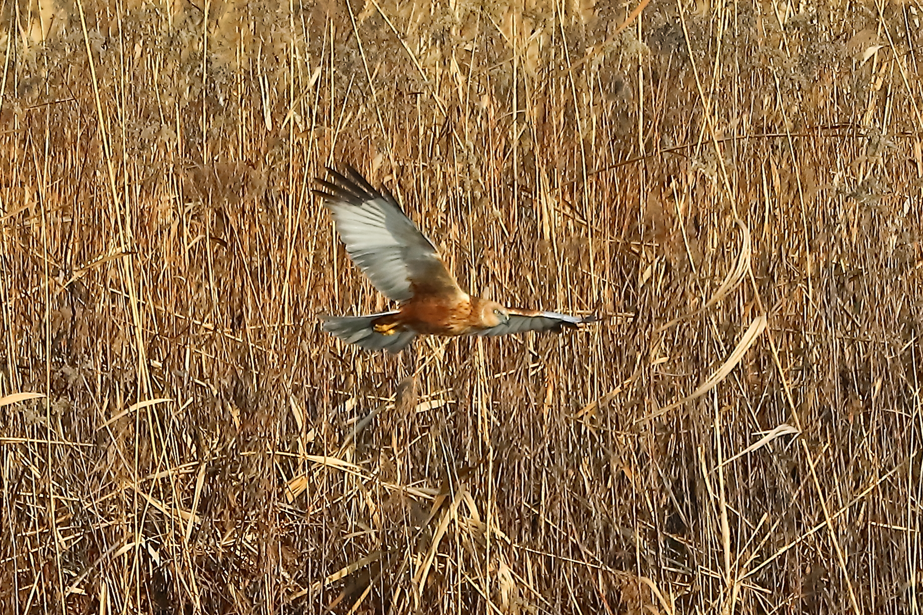Marsh Harrier January 21, 2022