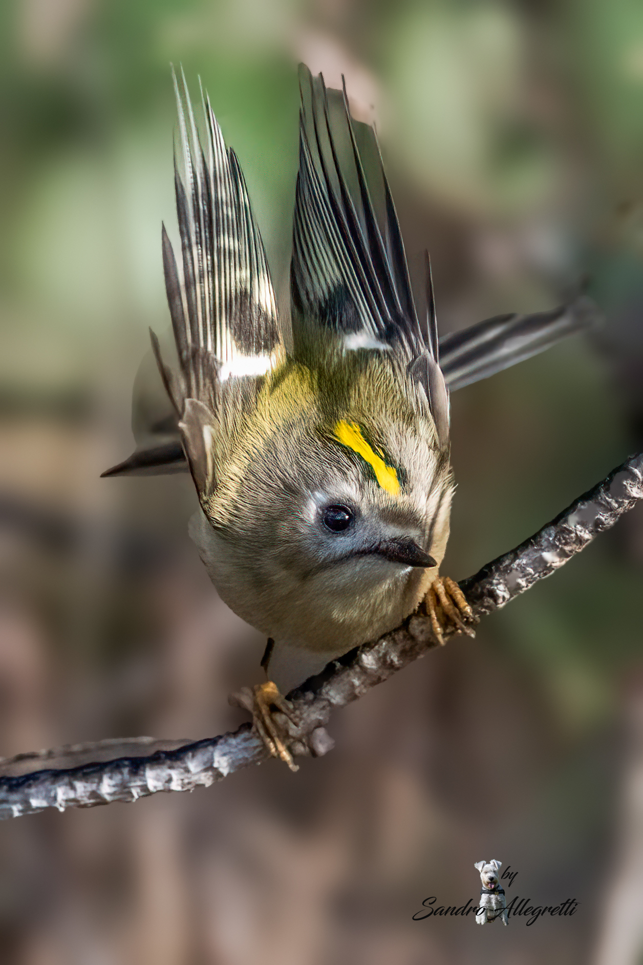Il regolo comune (Regulus regulus)