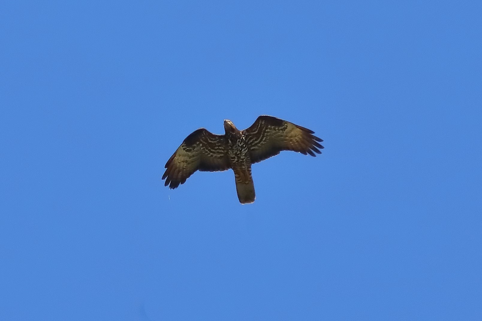 Honey buzzard 09-07-2023