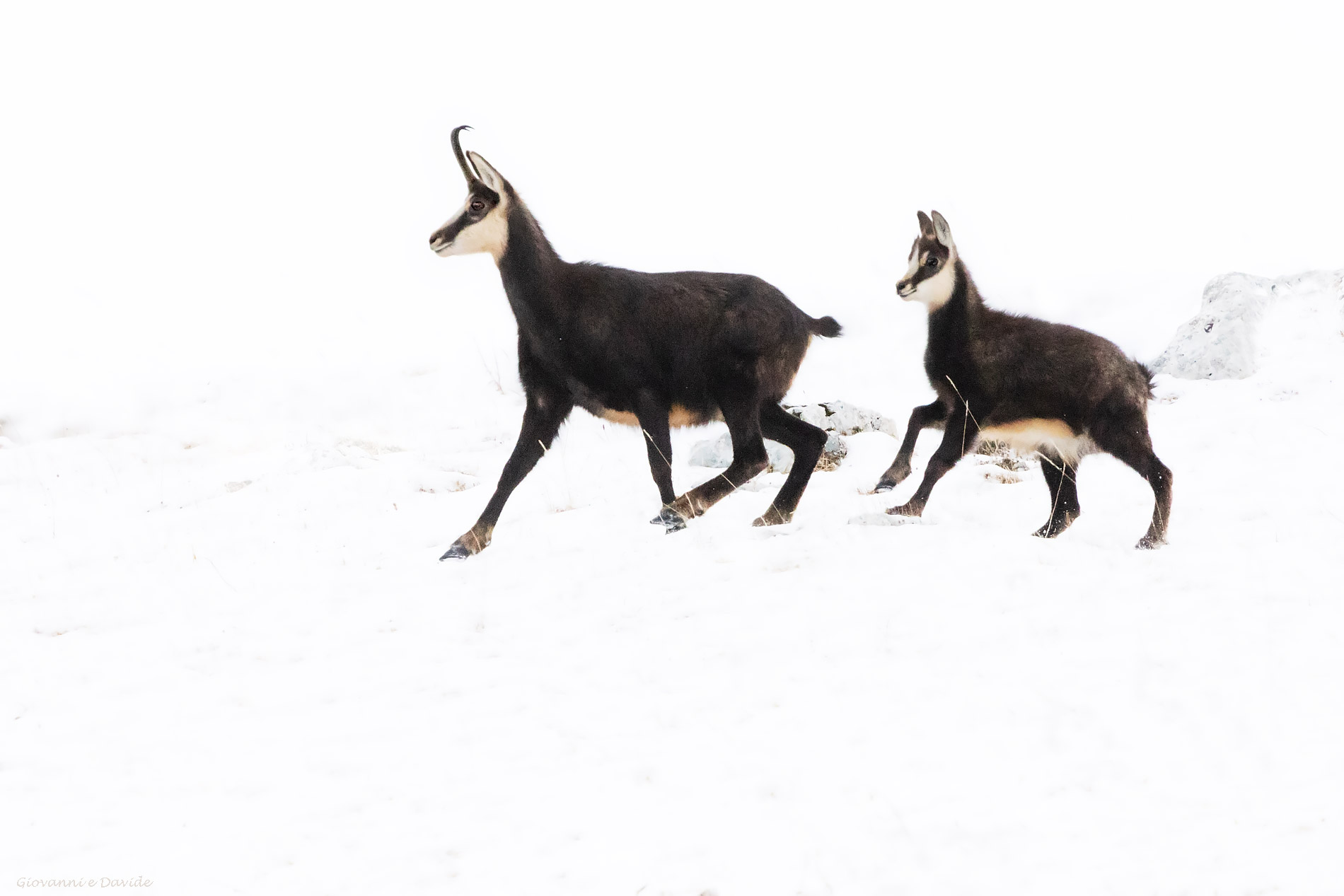 ... Wait for me mom...