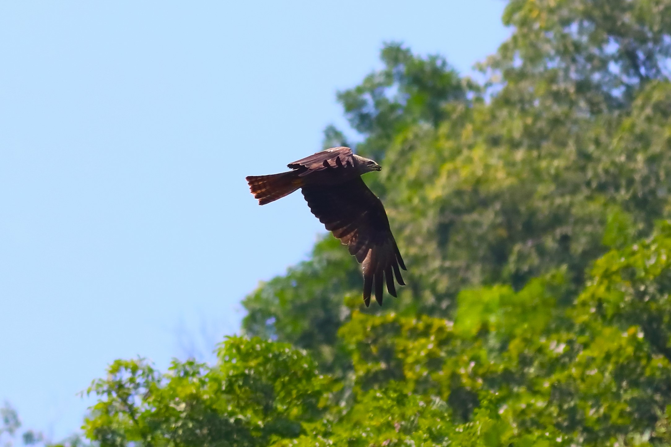 Black Kite 11-07-2023