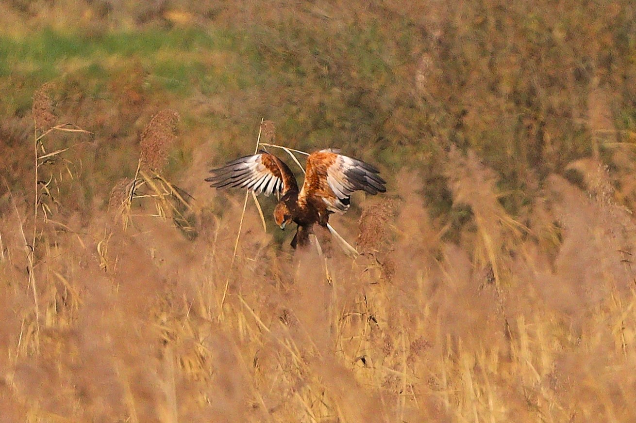 Falco di palude novembre 2023