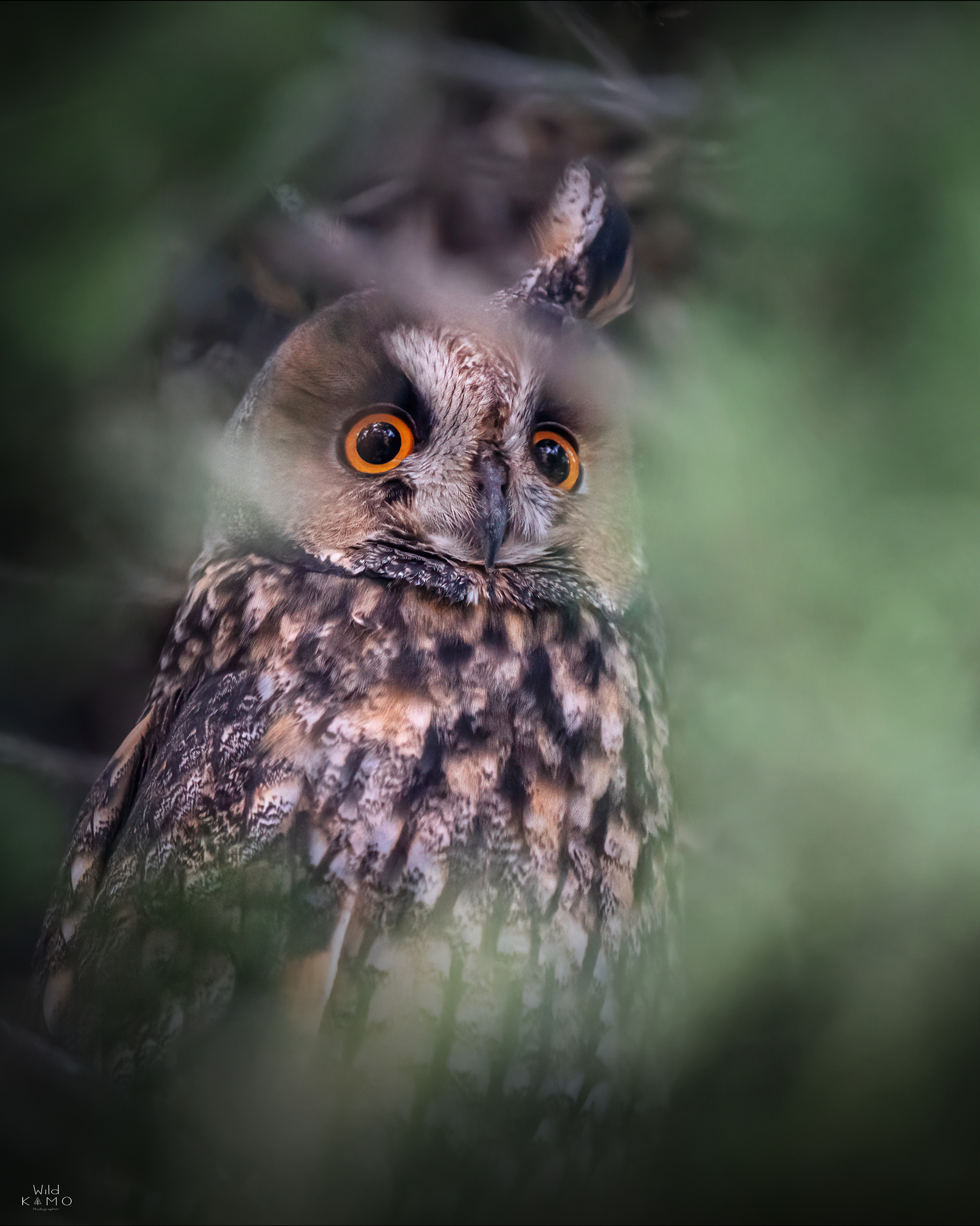 Gufo Comune nel suo Dormitorio