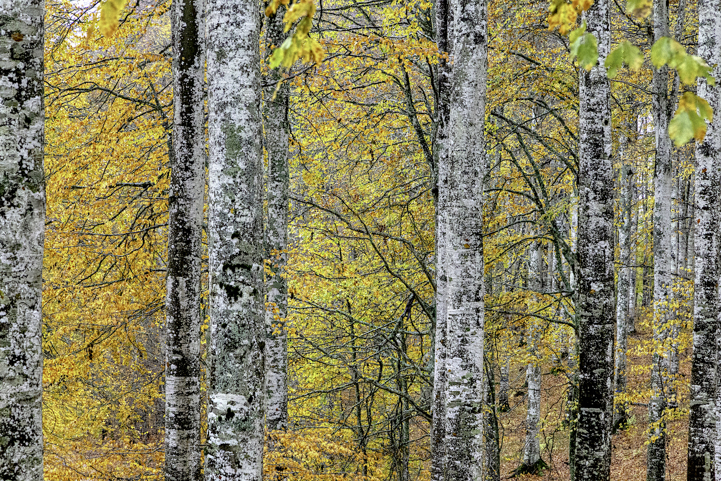 Autunno in Cansiglio