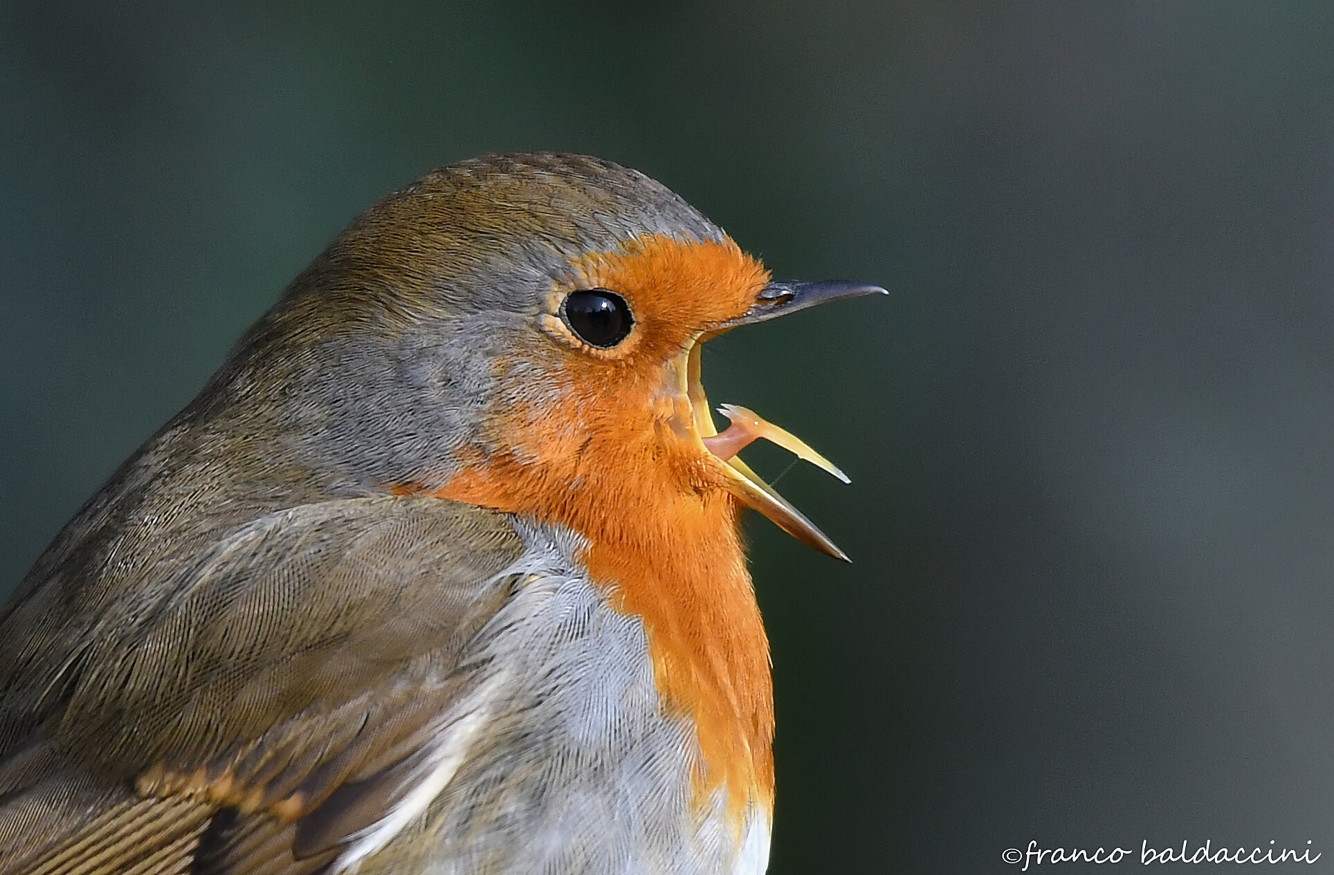 Robin sings at the top of his lungs.