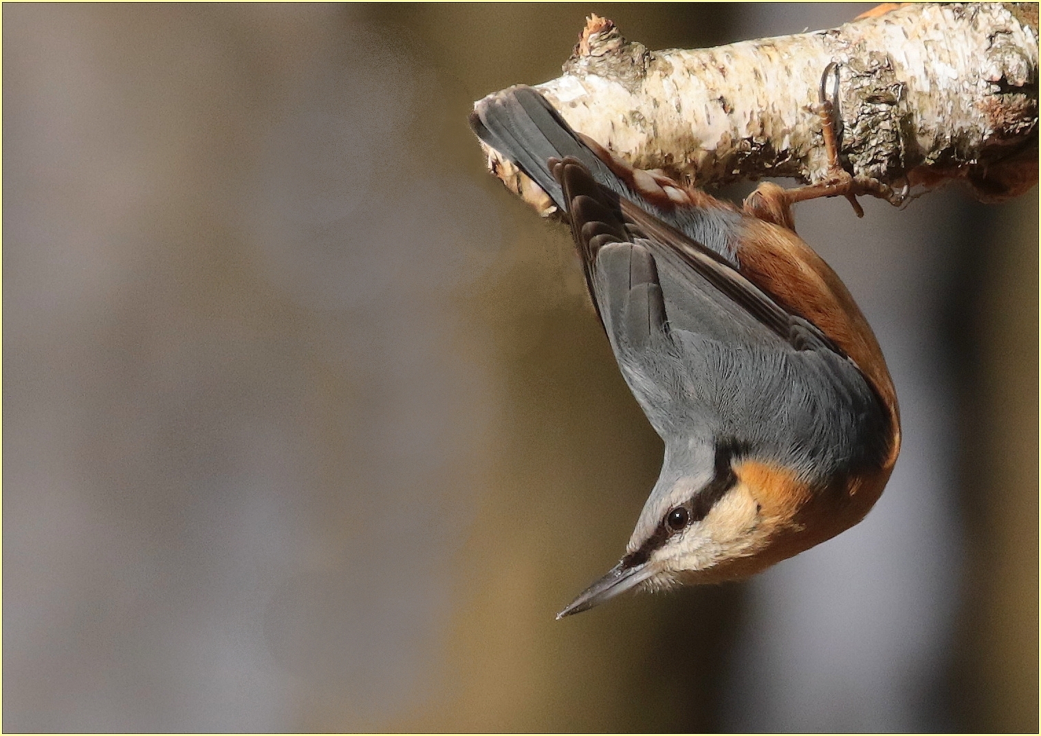 ''Nuthatchesman''
