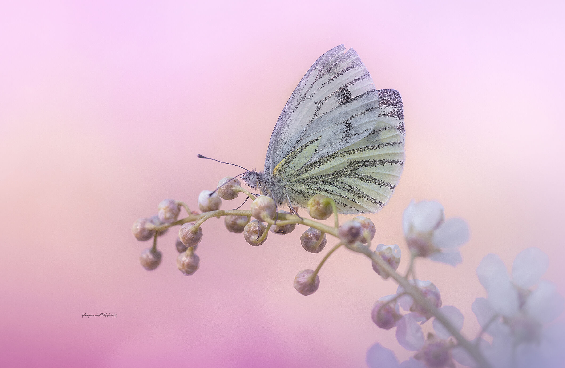 Pieris napi - Green-veined White