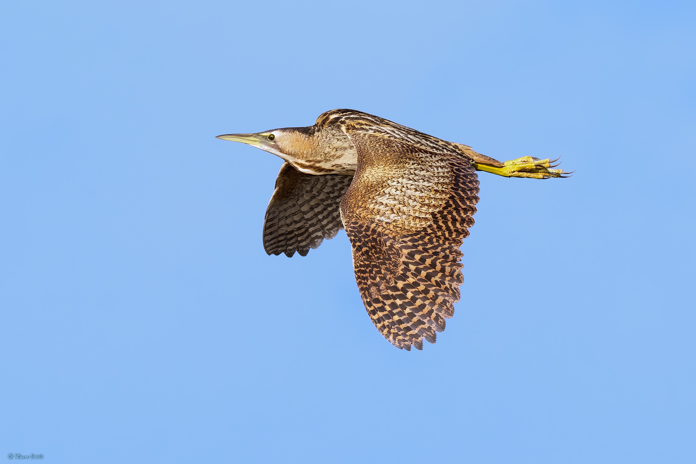 Bittern (Botaurus stellaris)
