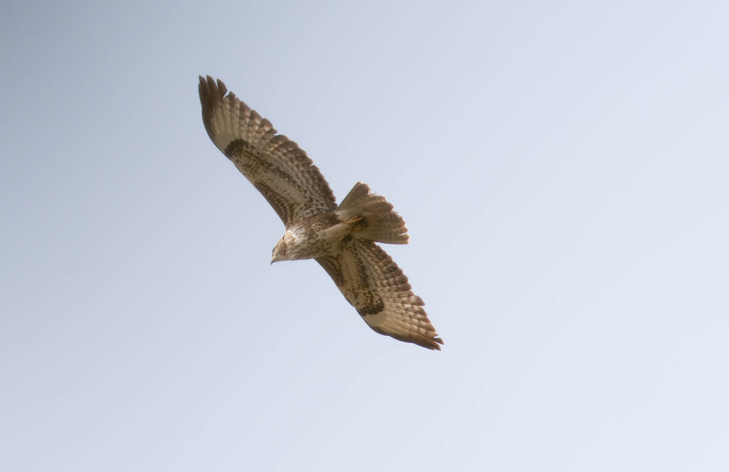 Poiana (Buteo buteo)