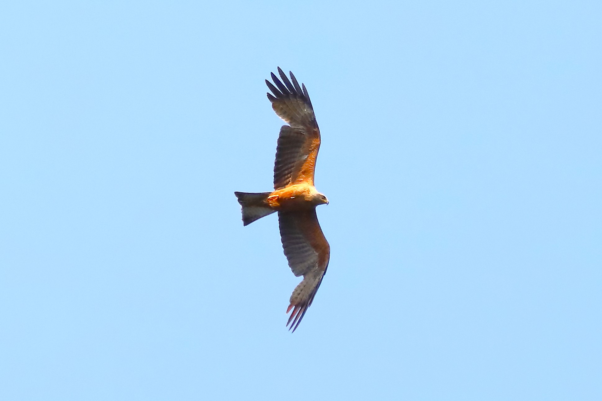 Black Kite 13-07-2023