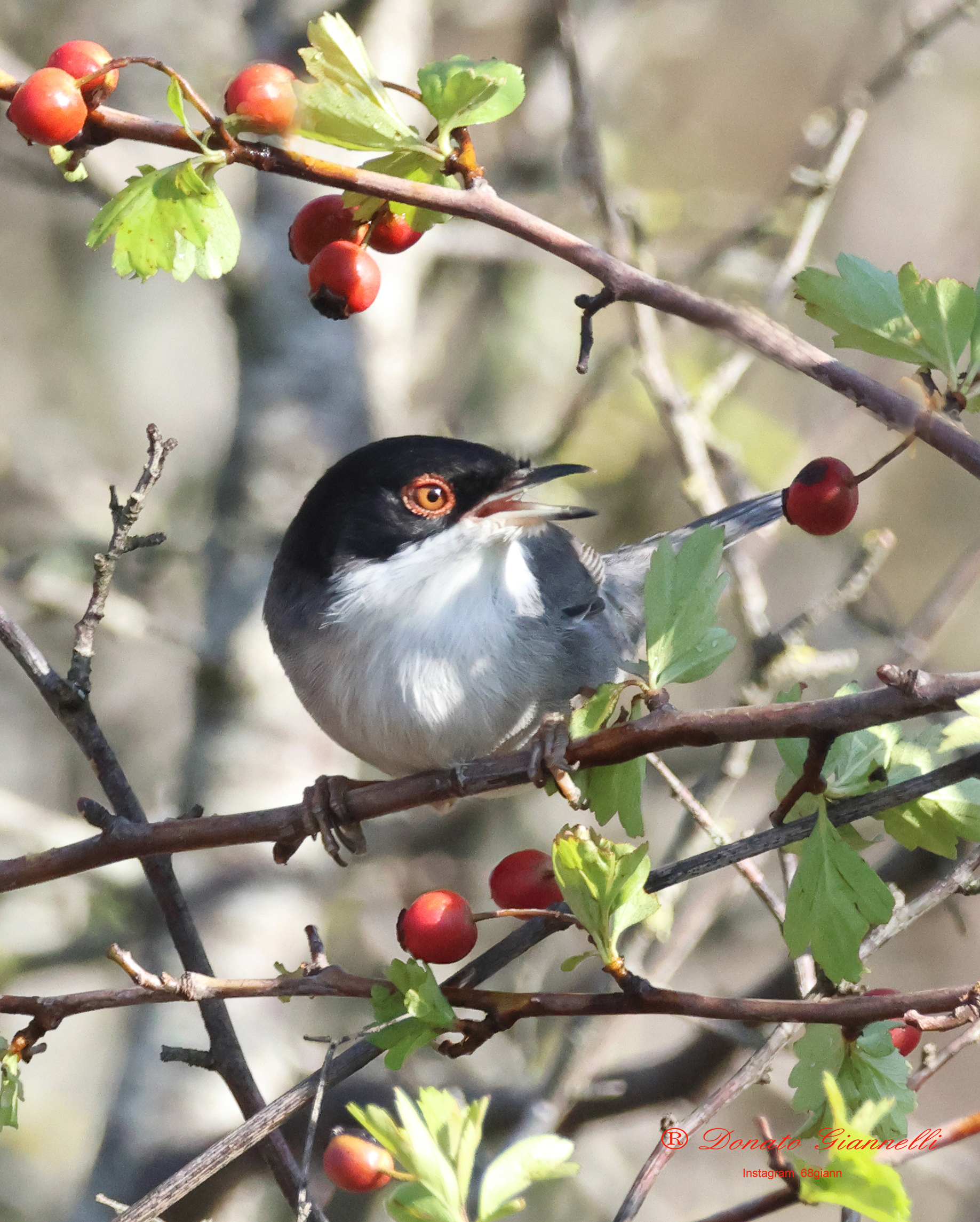 Sardinian warbler