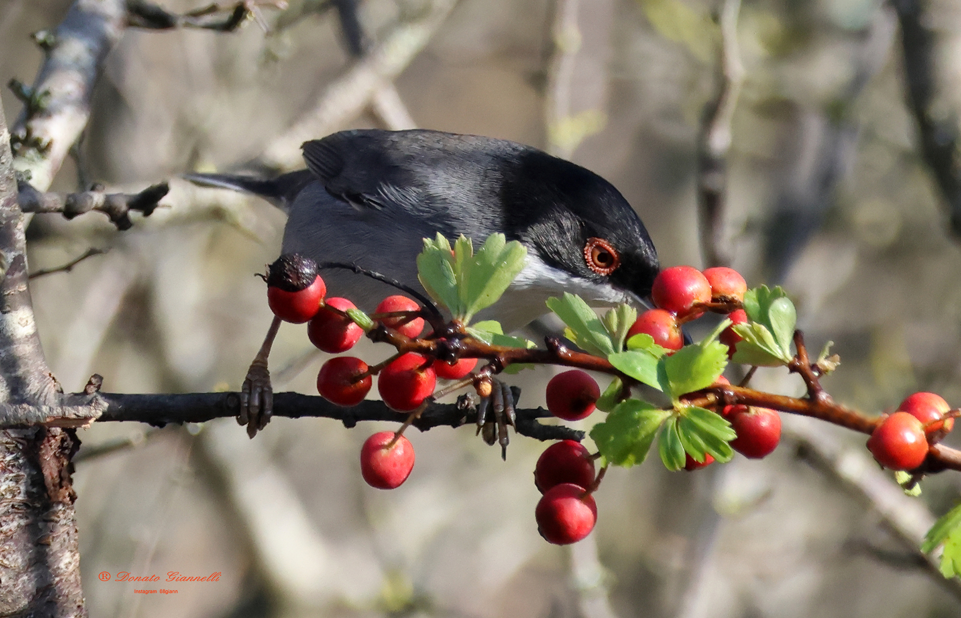 Sardinian warbler