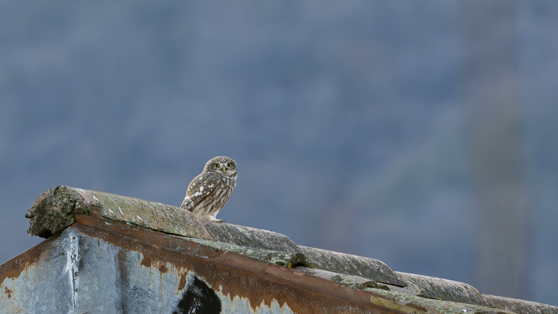 owl