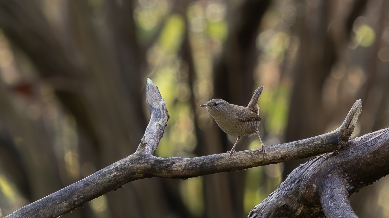 wren