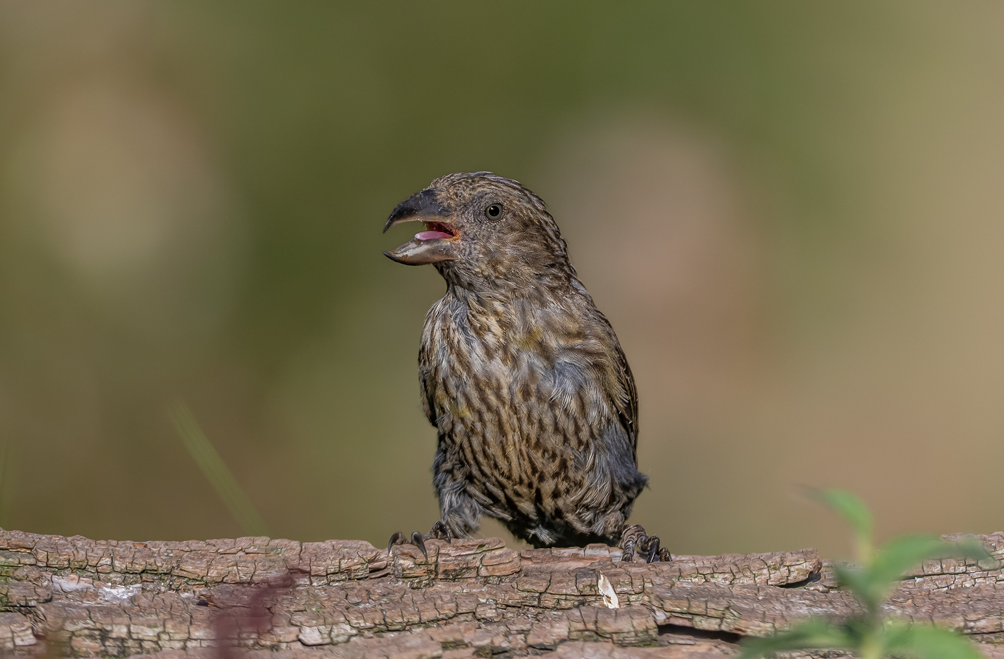 Cruises, you don't do the language!