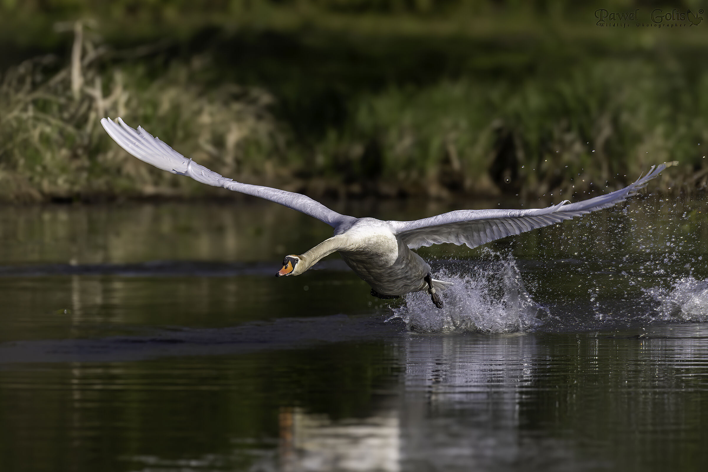 Cigno reale (Cygnus olor)