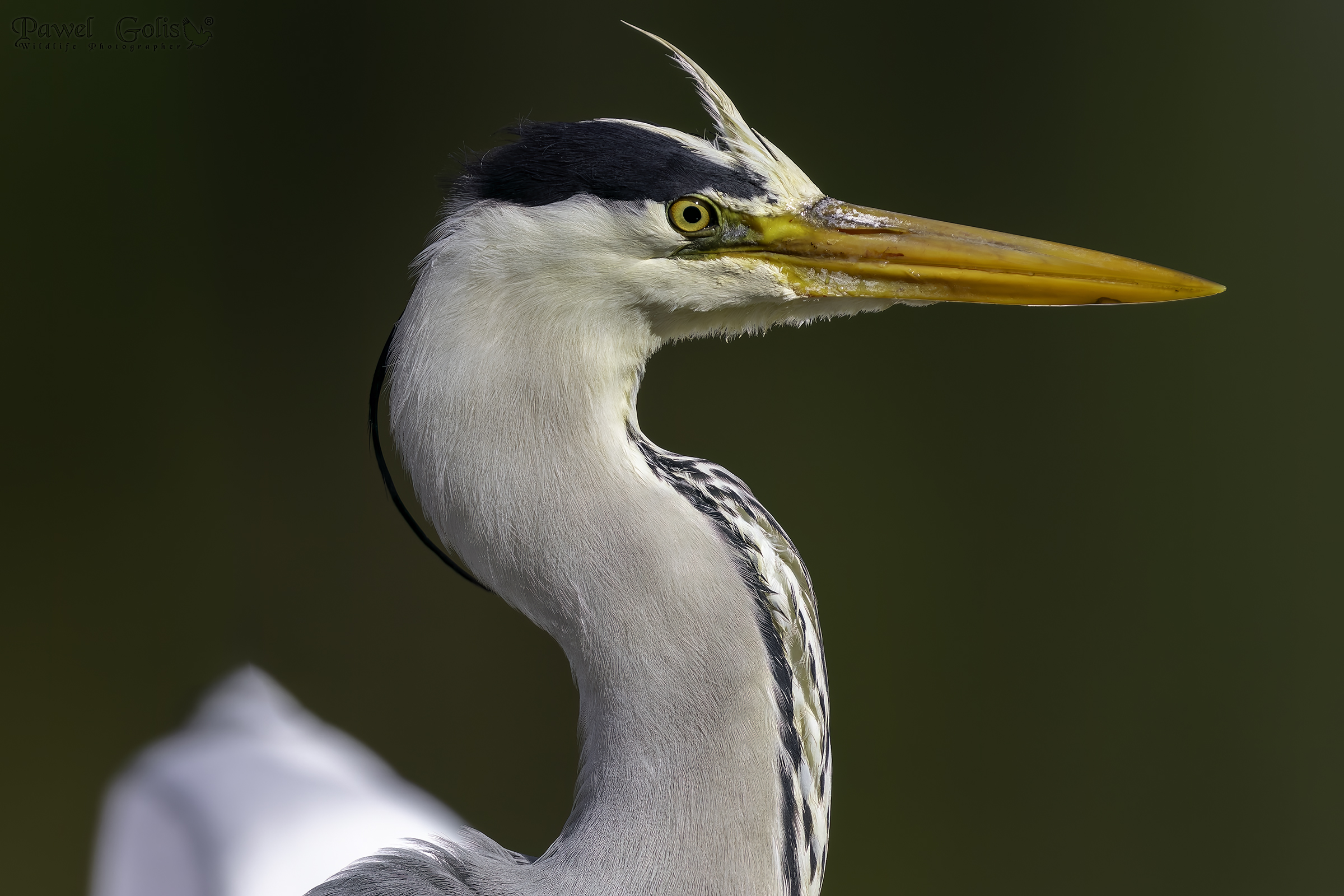 Ritratto di airone cenerino (Ardea cinerea)