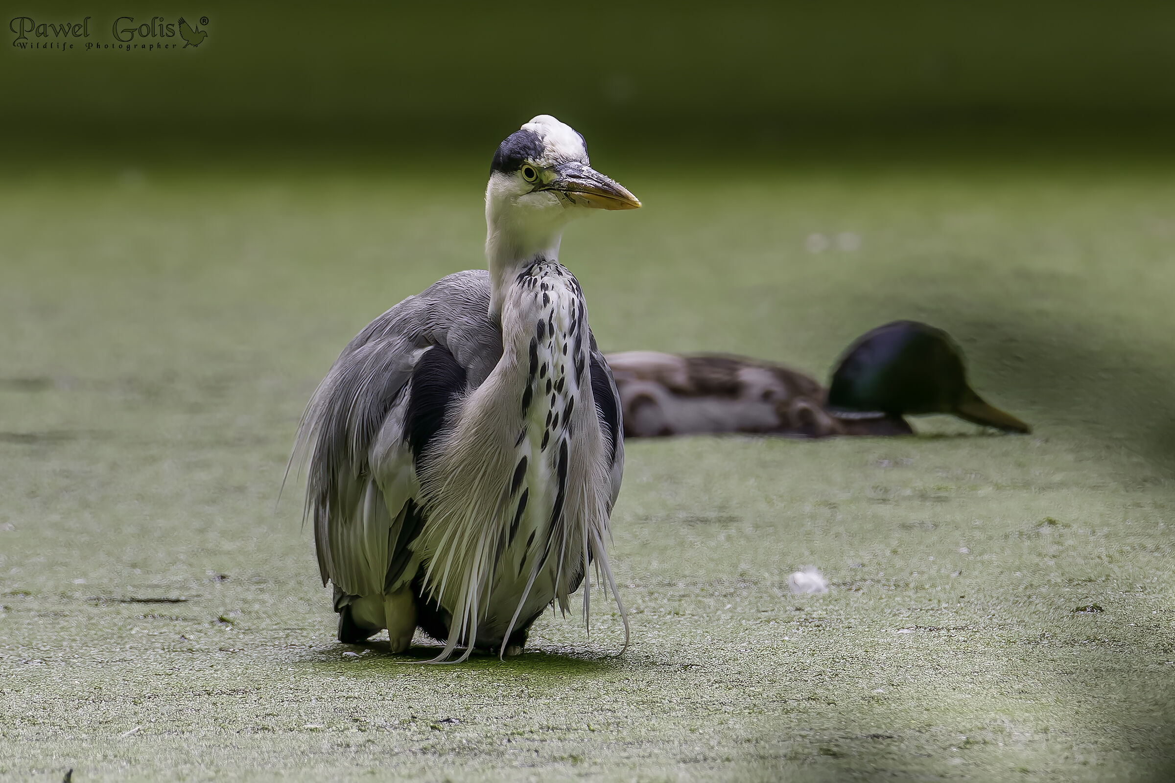 Airone cenerino (Ardea cinerea)