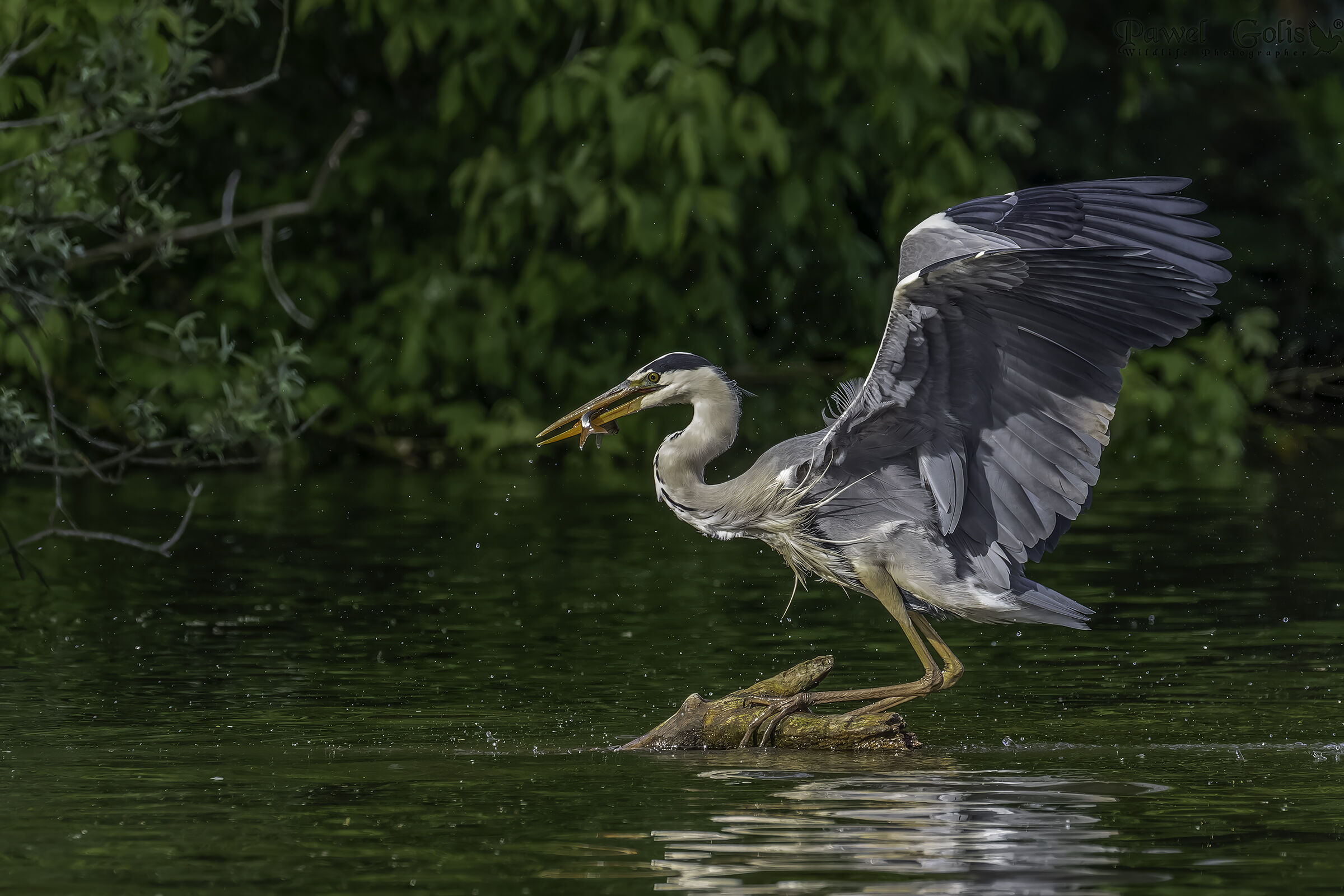 Airone cenerino (Ardea cinerea)