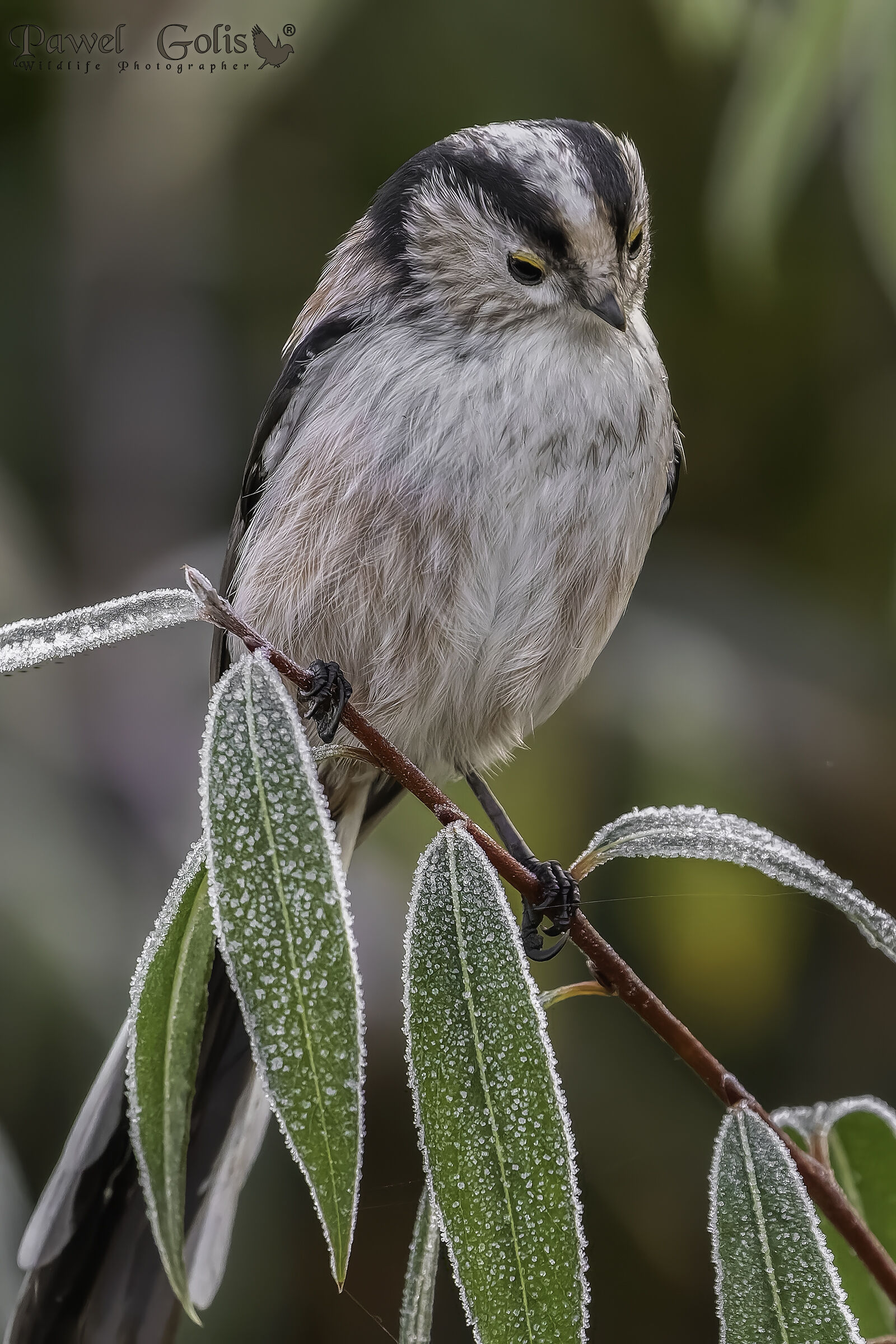 Cinciarella dalla coda lunga (Aegithalos caudatus)