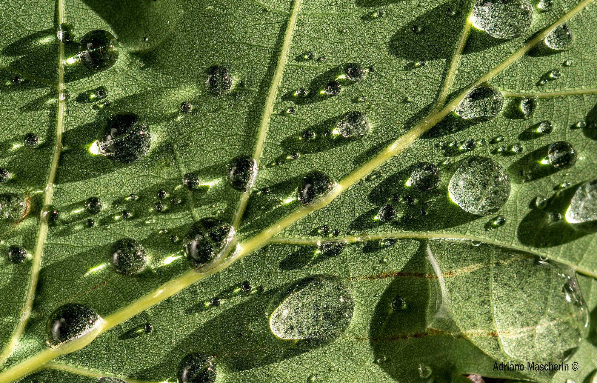 Dopo la pioggia.....