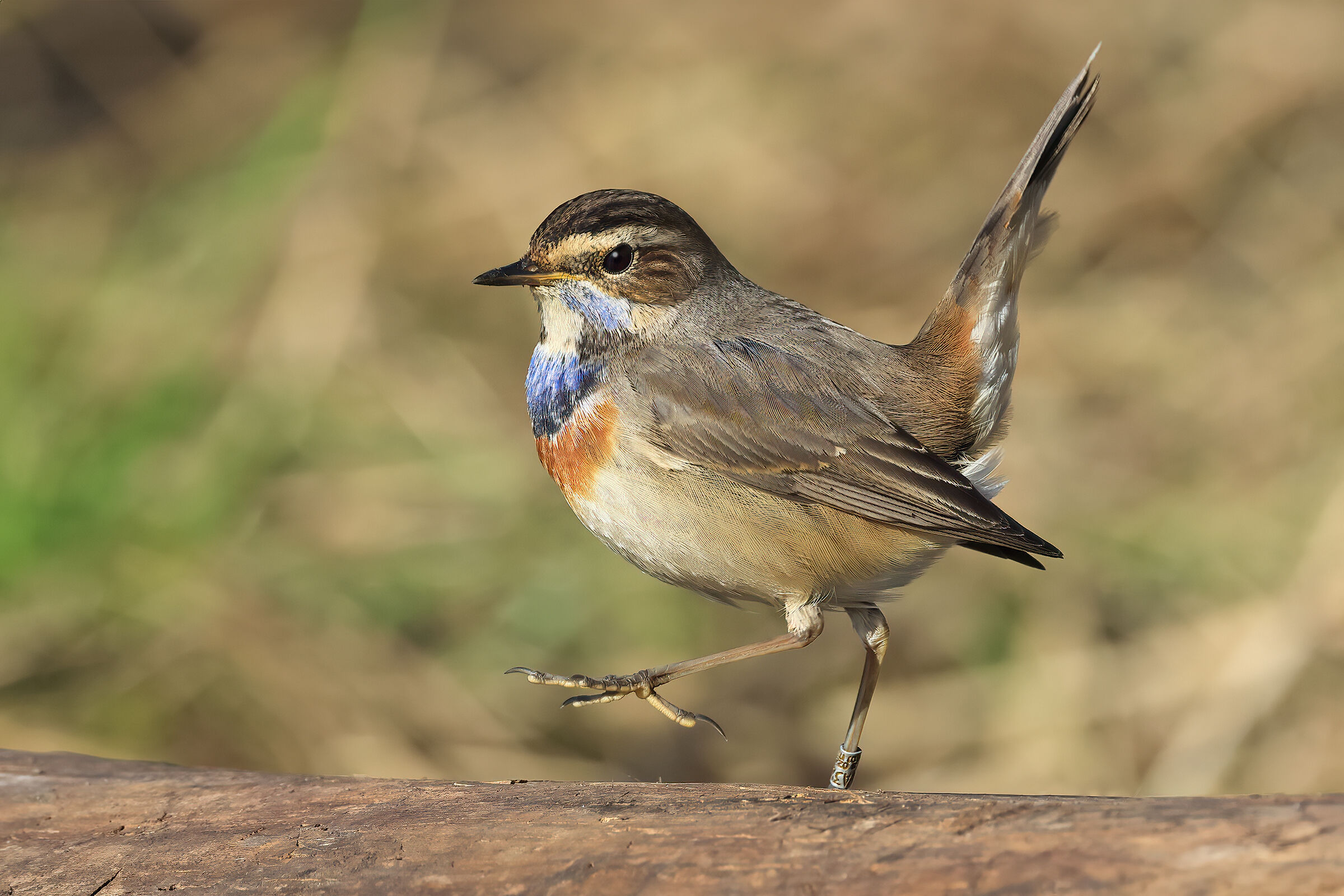 Bluethroat