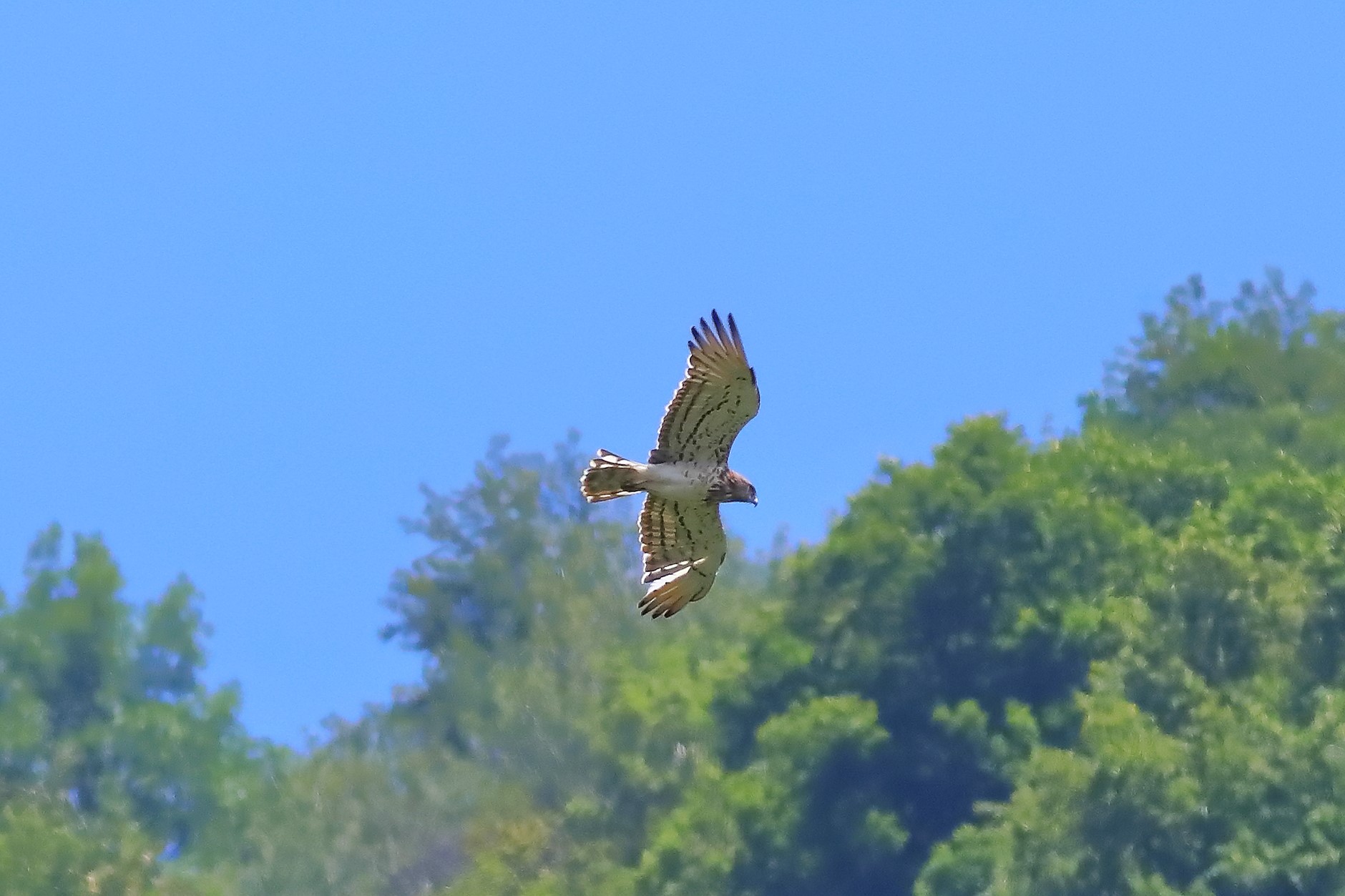 Short-toed Eagle 06-07-2023