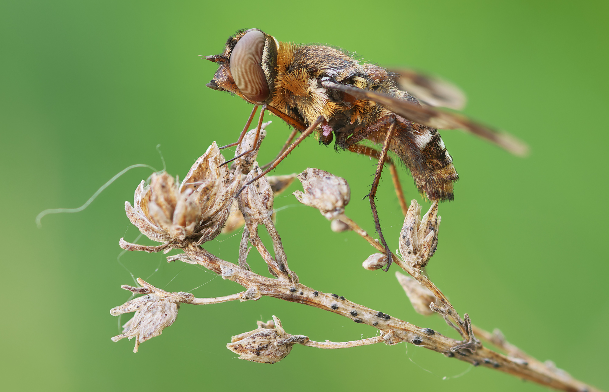 Capucina di Exoprosopa