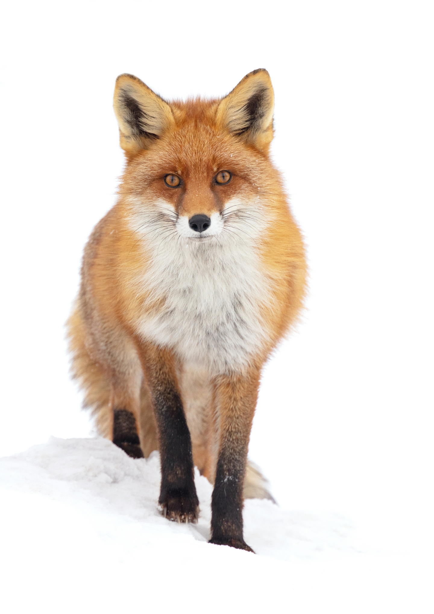 Vulpes vulpes