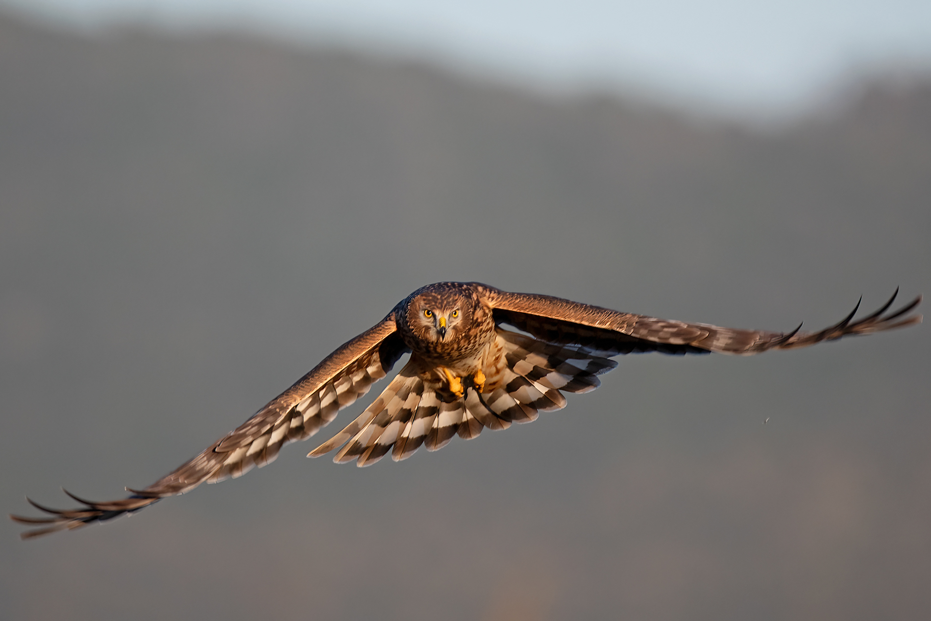 albanella reale (femmina)