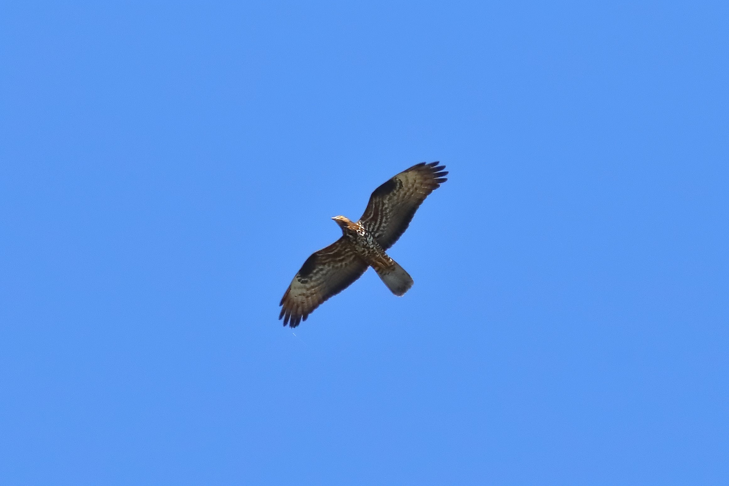 Honey buzzard 09-07-2023