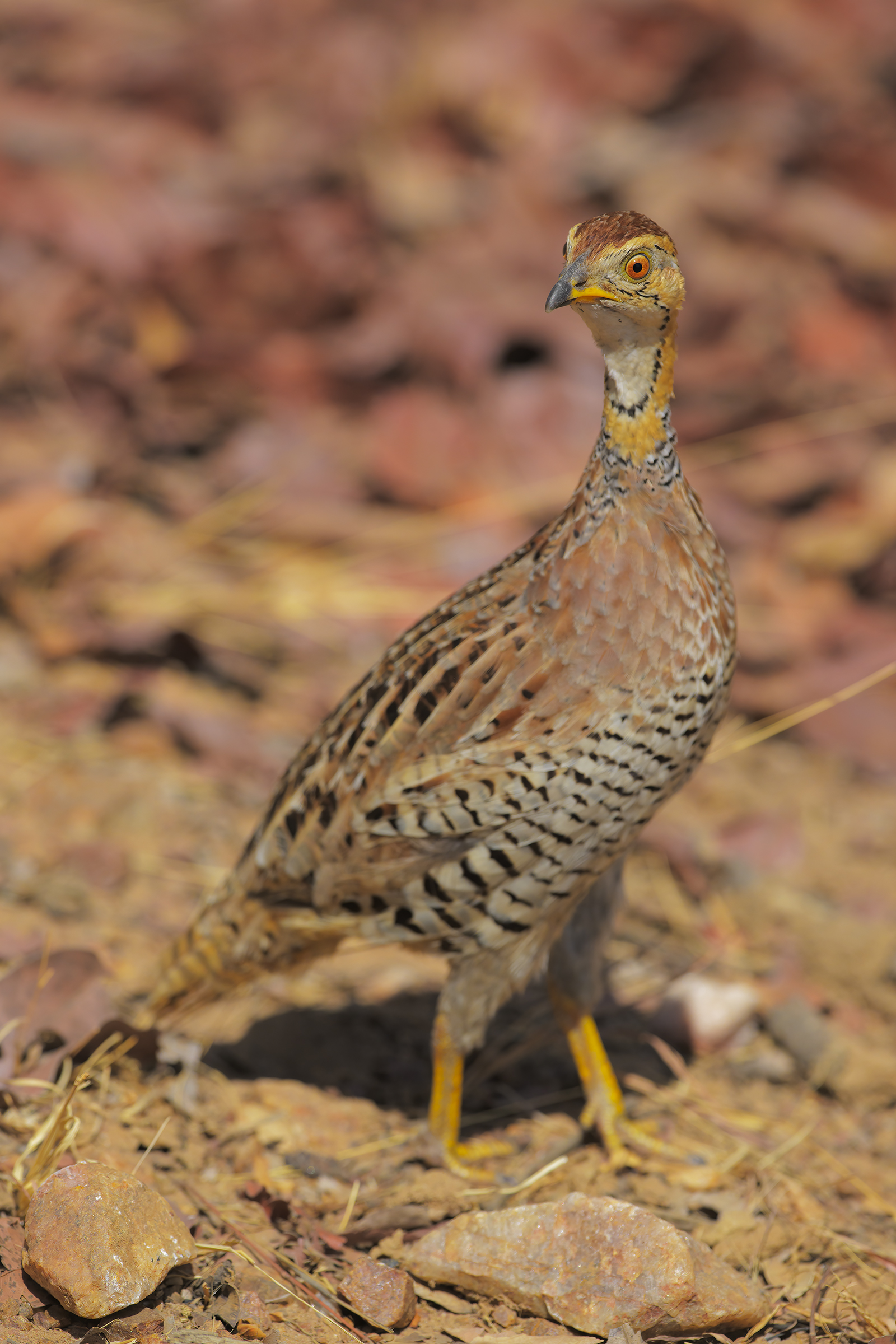 Shelley's Francolin