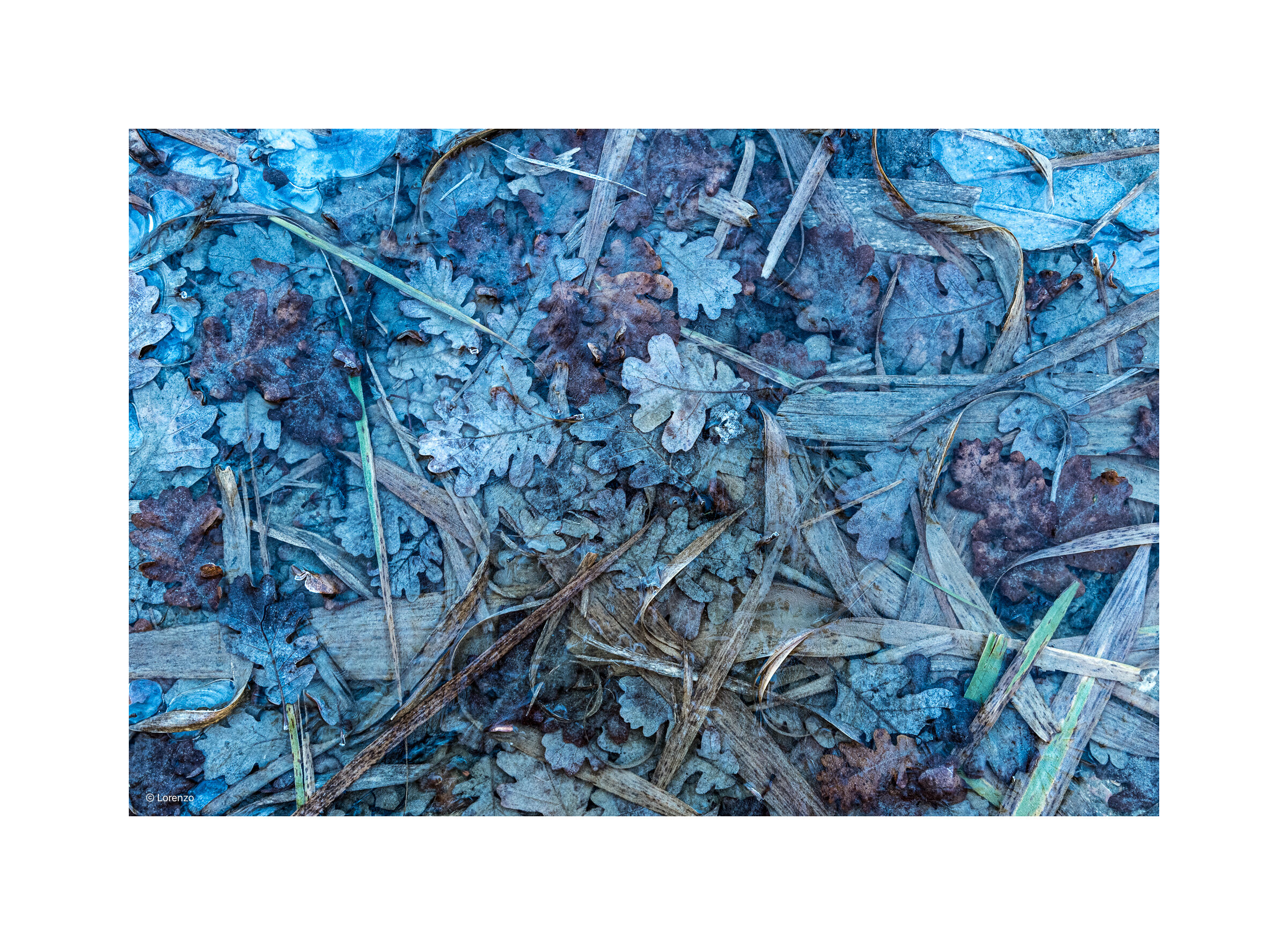 leaves and cold