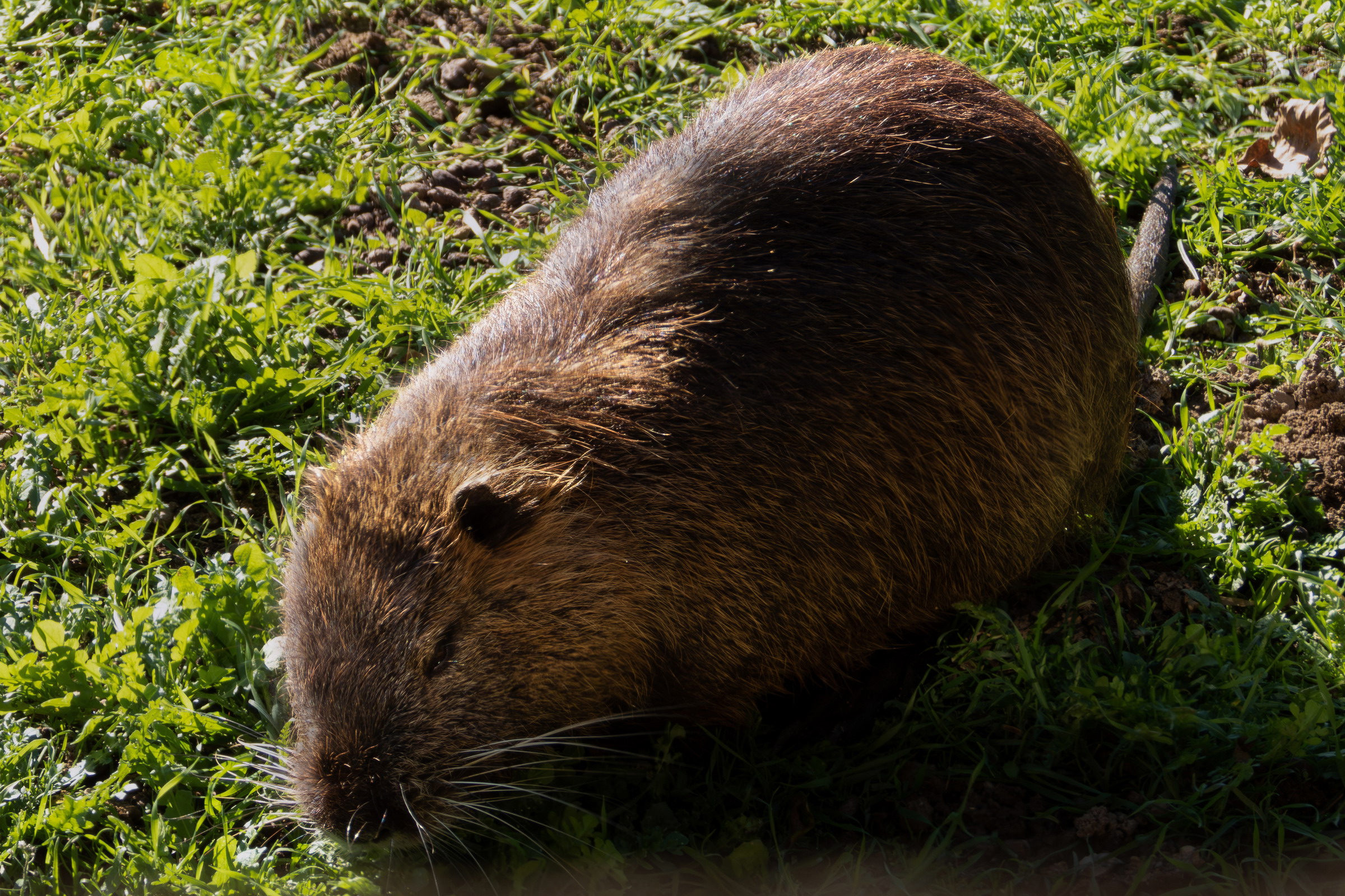 Nutria