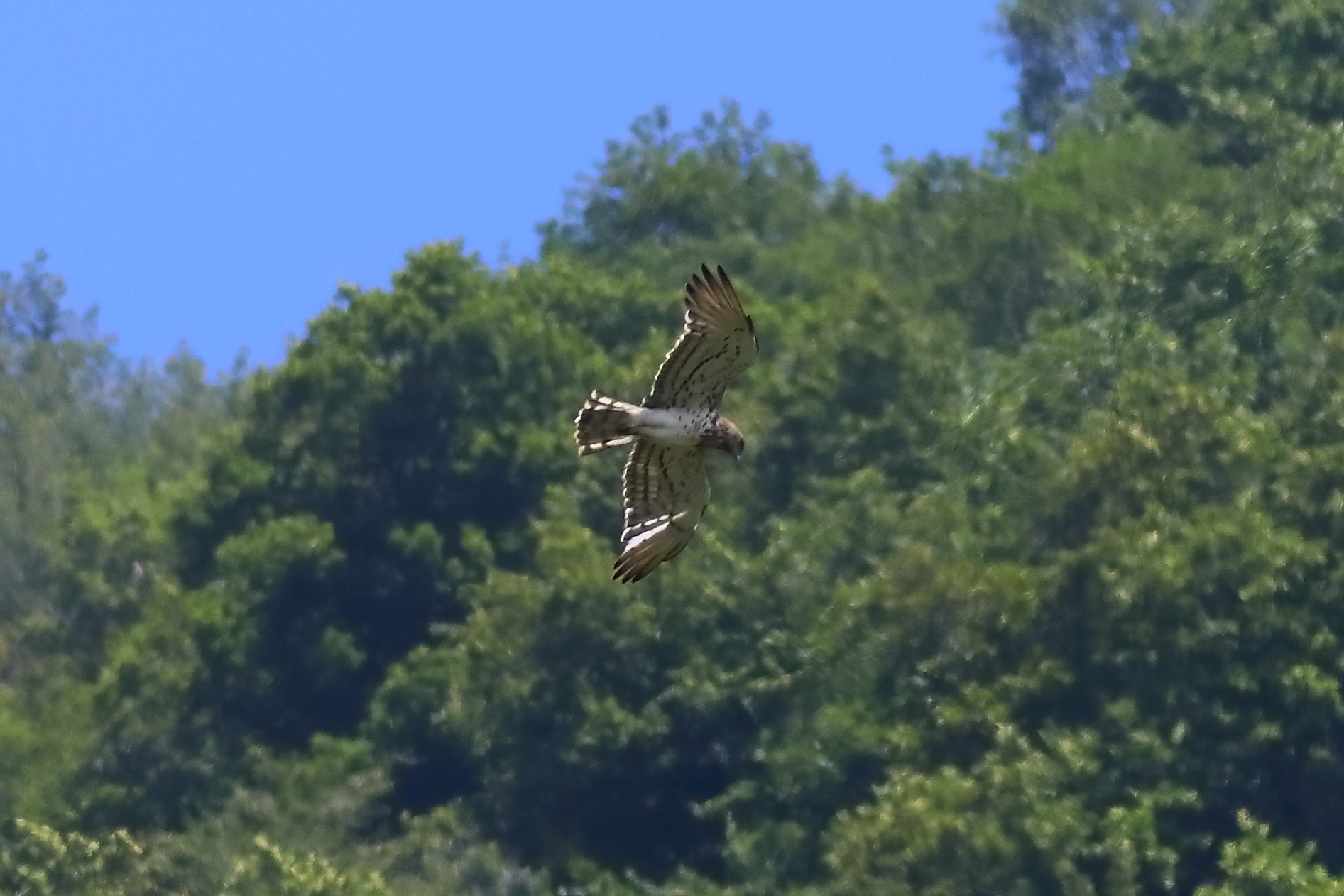 Short-toed Eagle 06-07-2023