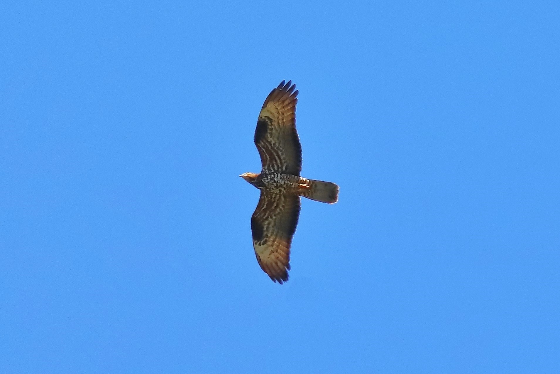 Honey buzzard 09-07-2023