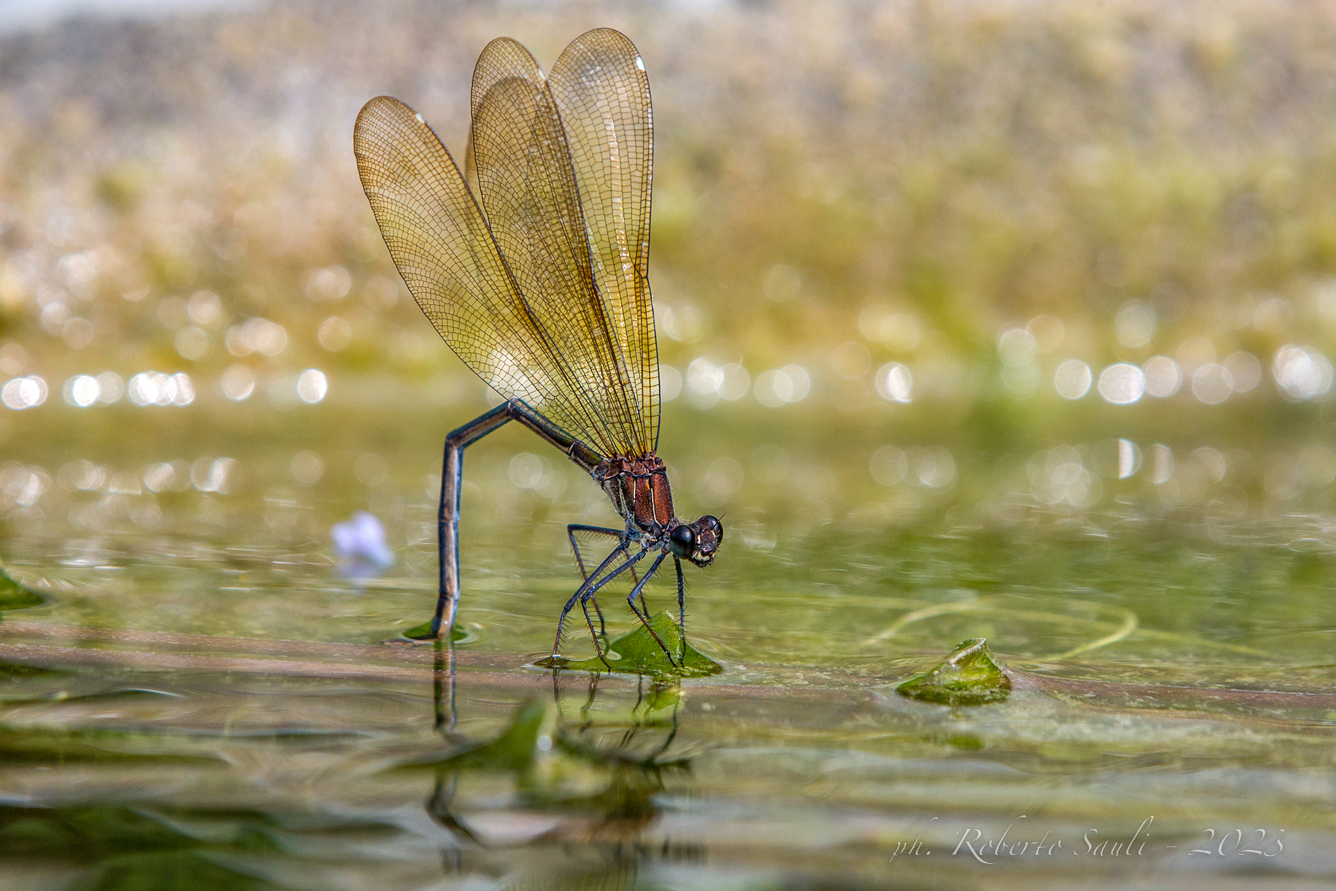 Libellula mentre depone. (Calopteryx haemorrhoidalis)