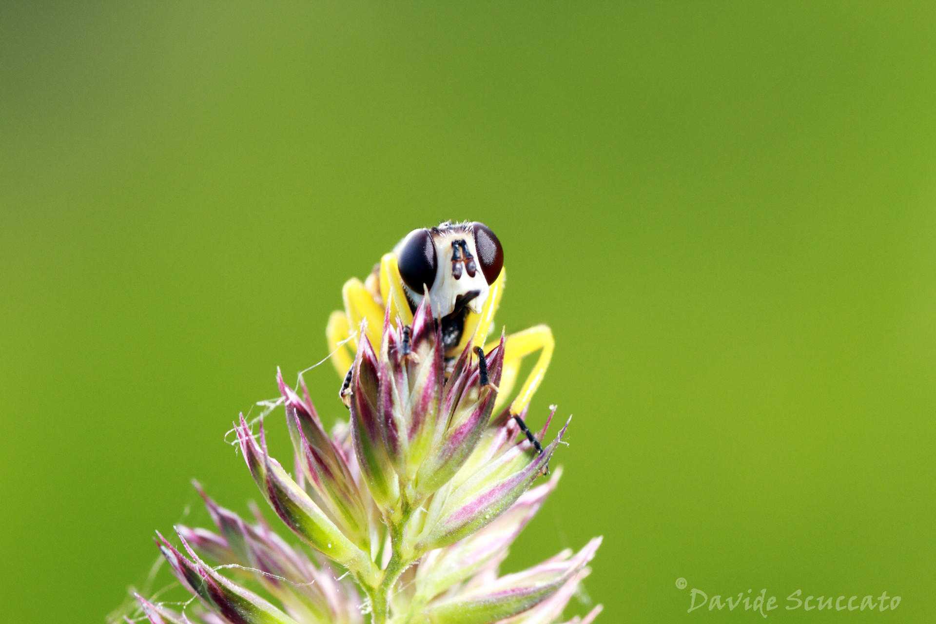 Portrait of a Dalmannia aculeata